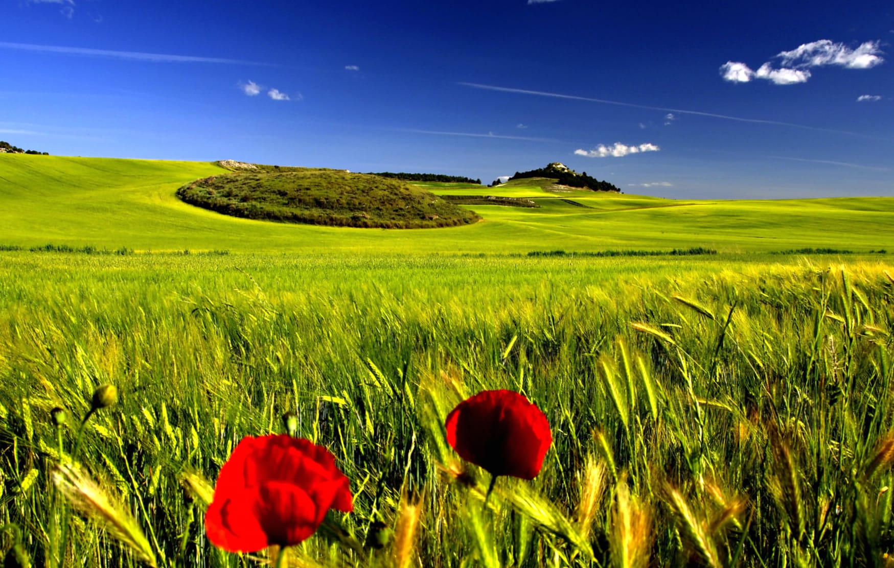 Poppy Landscape Nature Flower wallpapers HD quality