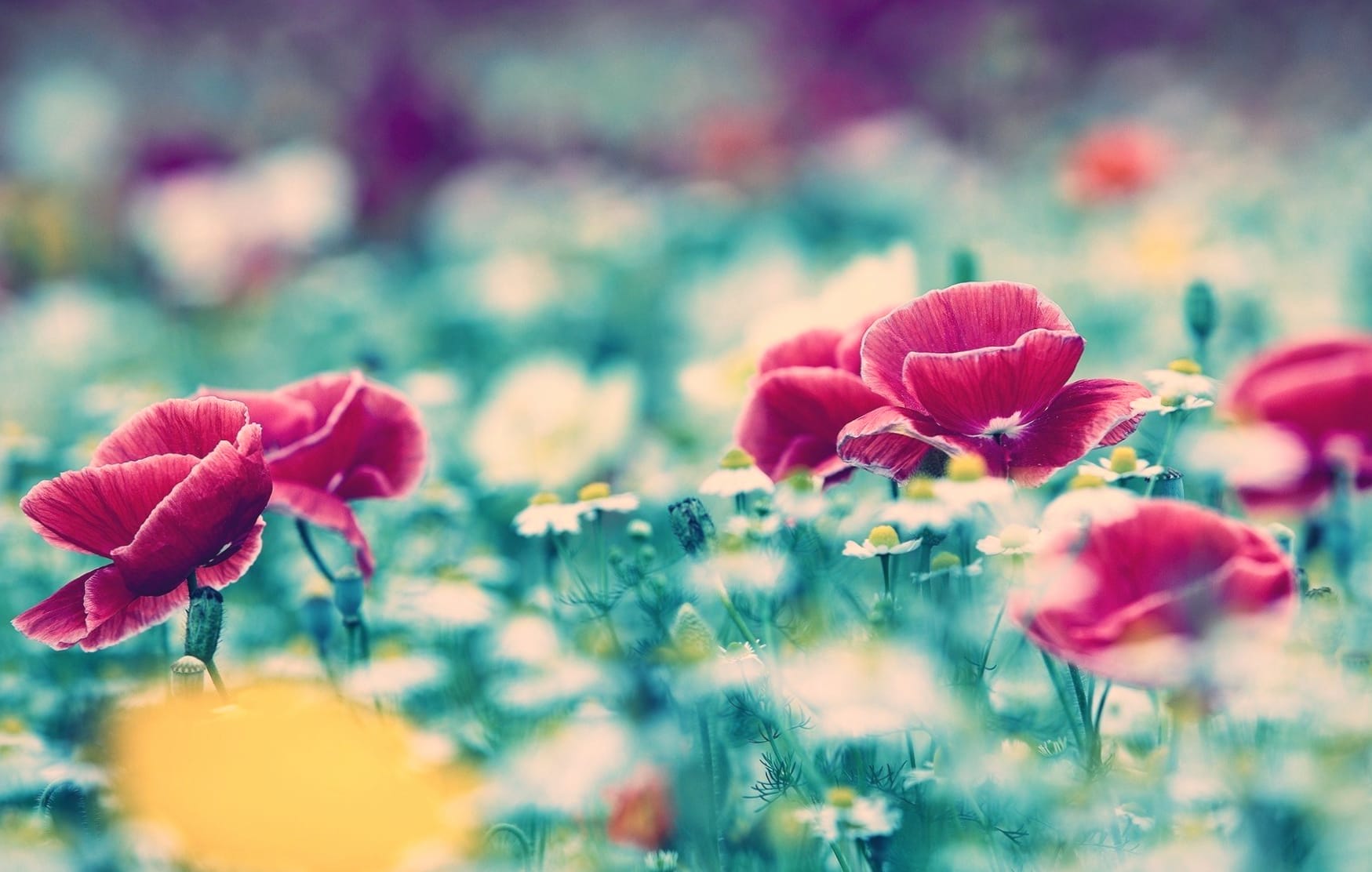 Poppy White Flower Red Flower Field Blur Nature Flower wallpapers HD quality