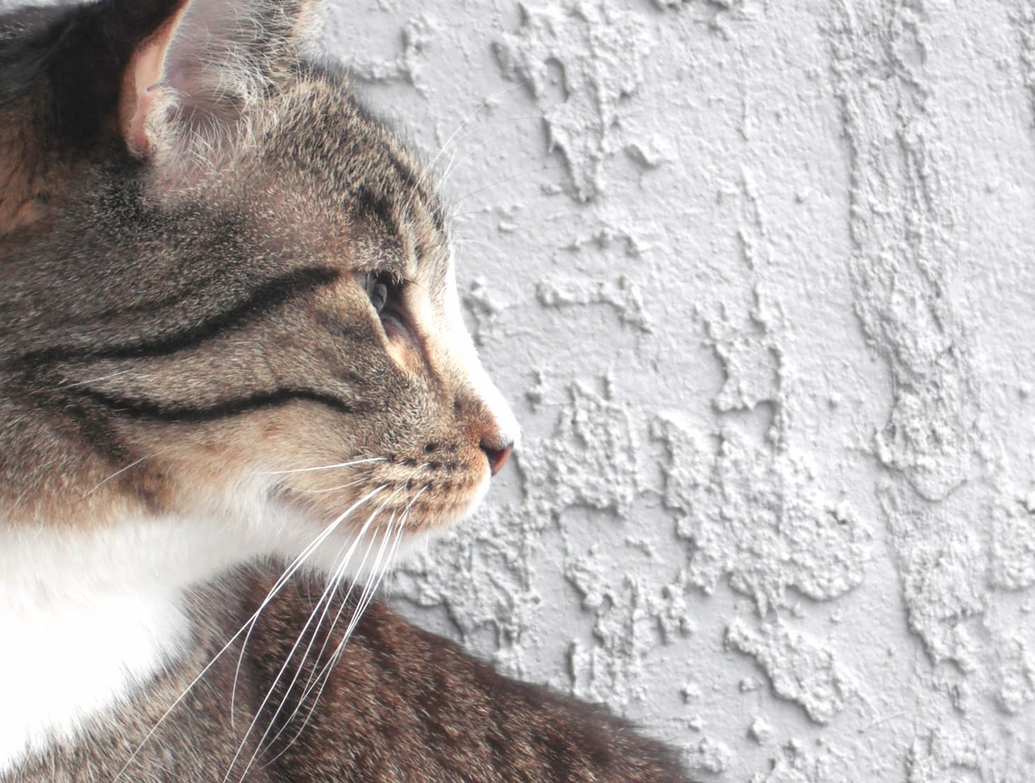 Profile Cat at 640 x 1136 iPhone 5 size wallpapers HD quality