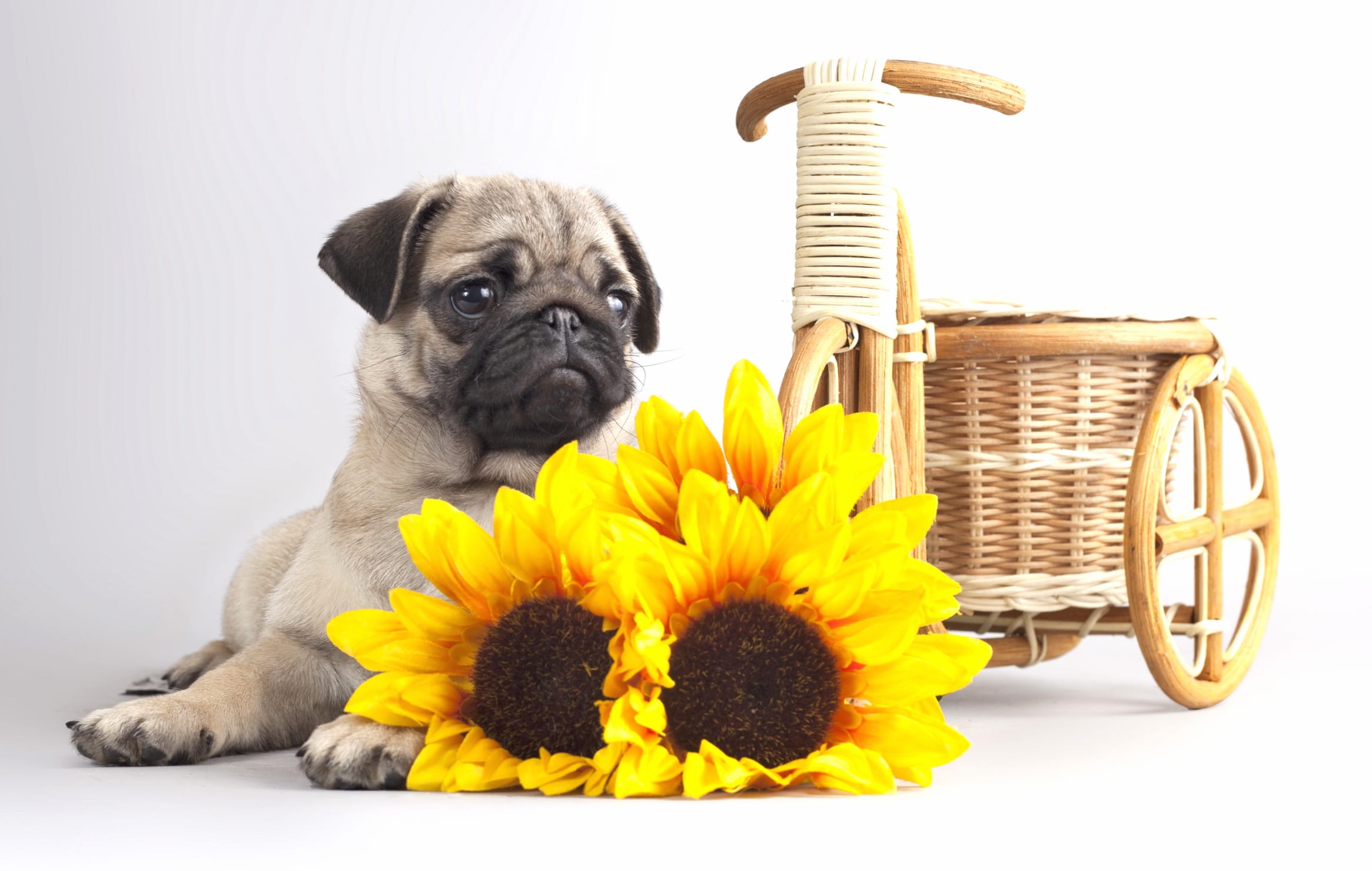 Pug and Sunflowers wallpapers HD Pug and Sunflowers wallpapers HD quality