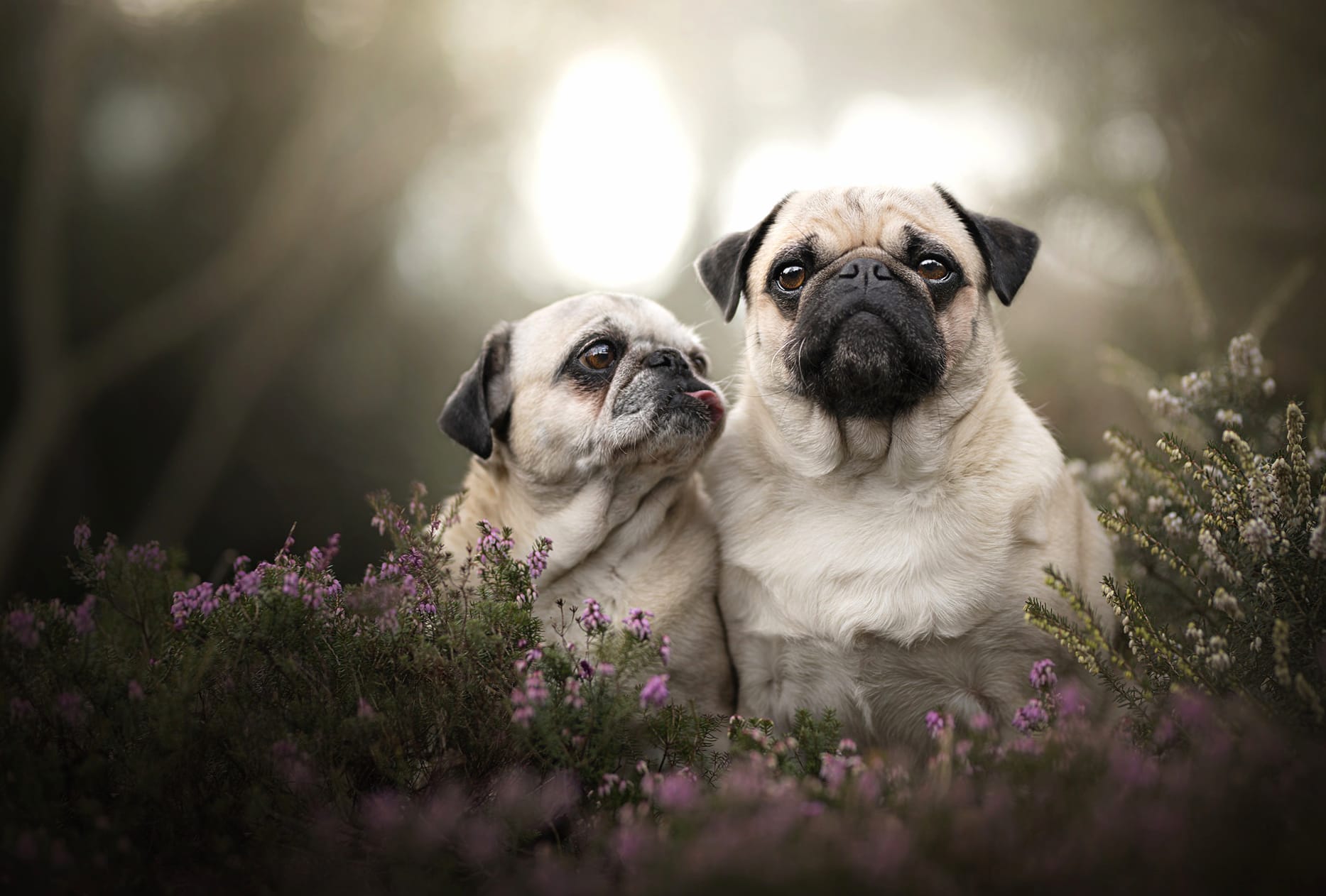 Pug Companions in Nature - wallpapers HD quality