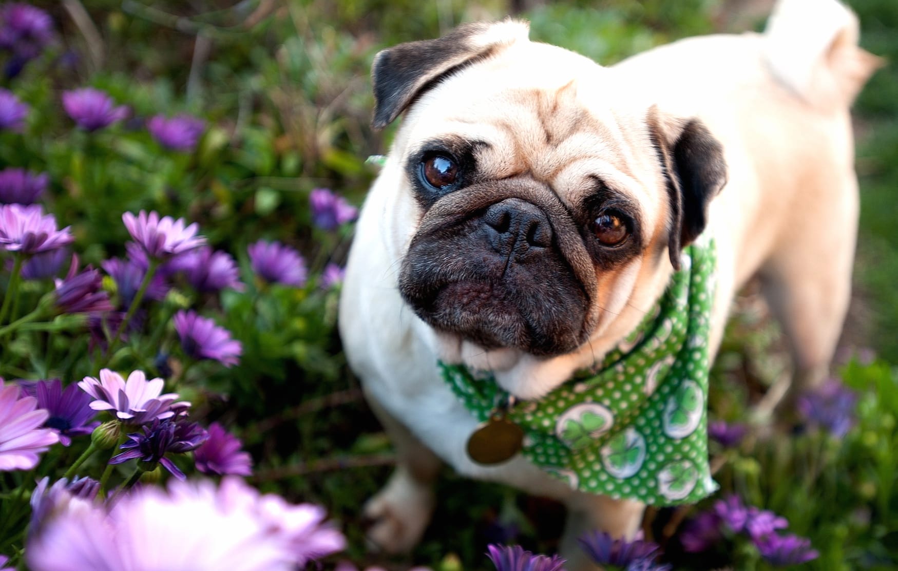 Pug in Flower Garden wallpapers HD quality