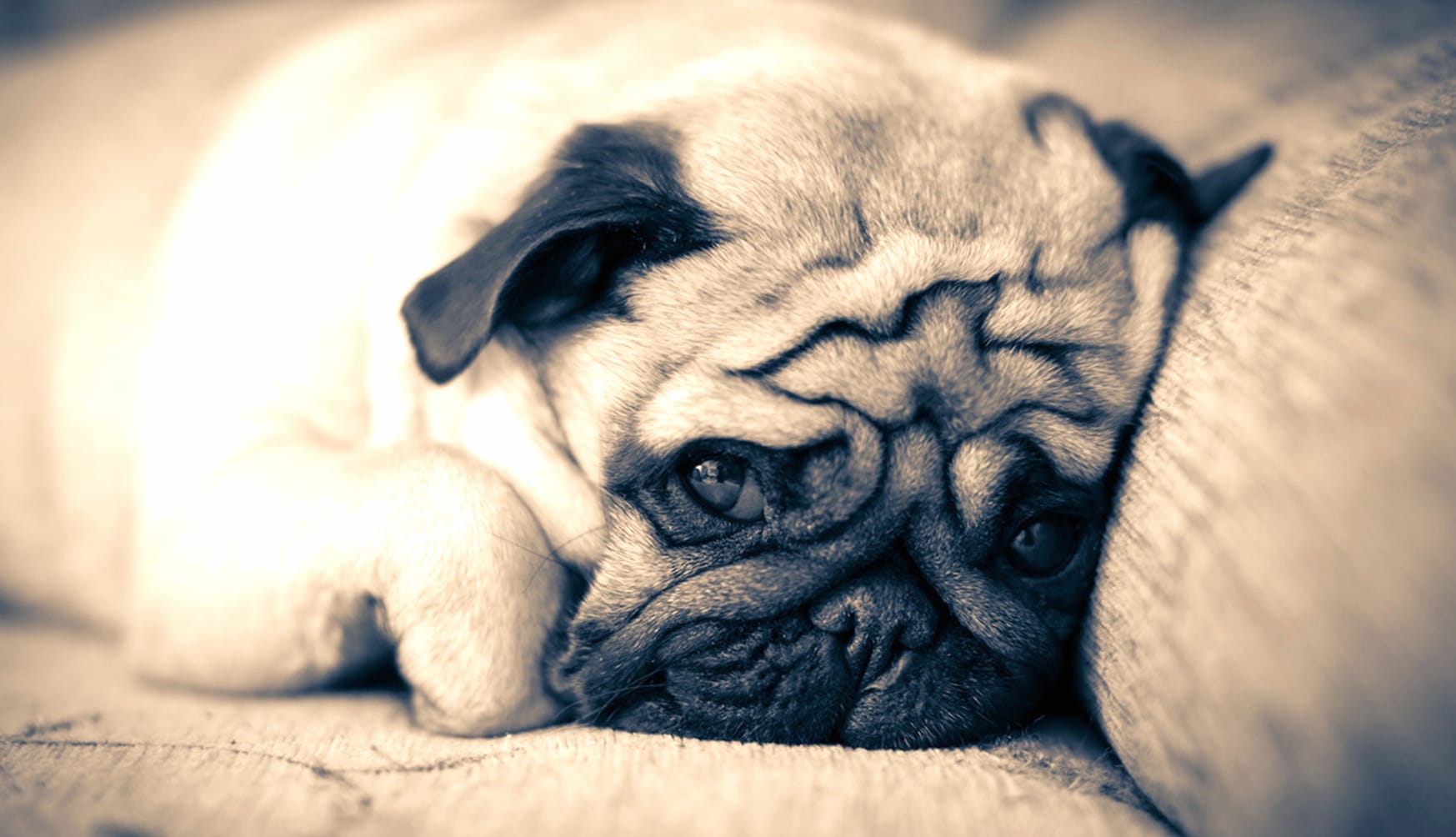 Pug Serenity at 2048 x 2048 iPad size wallpapers HD quality