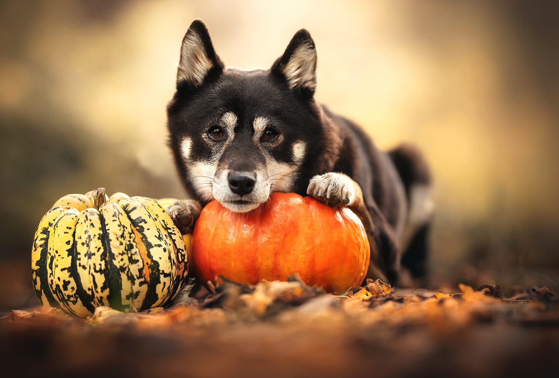 Pumpkin Animal Dog at 640 x 960 iPhone 4 size wallpapers HD quality