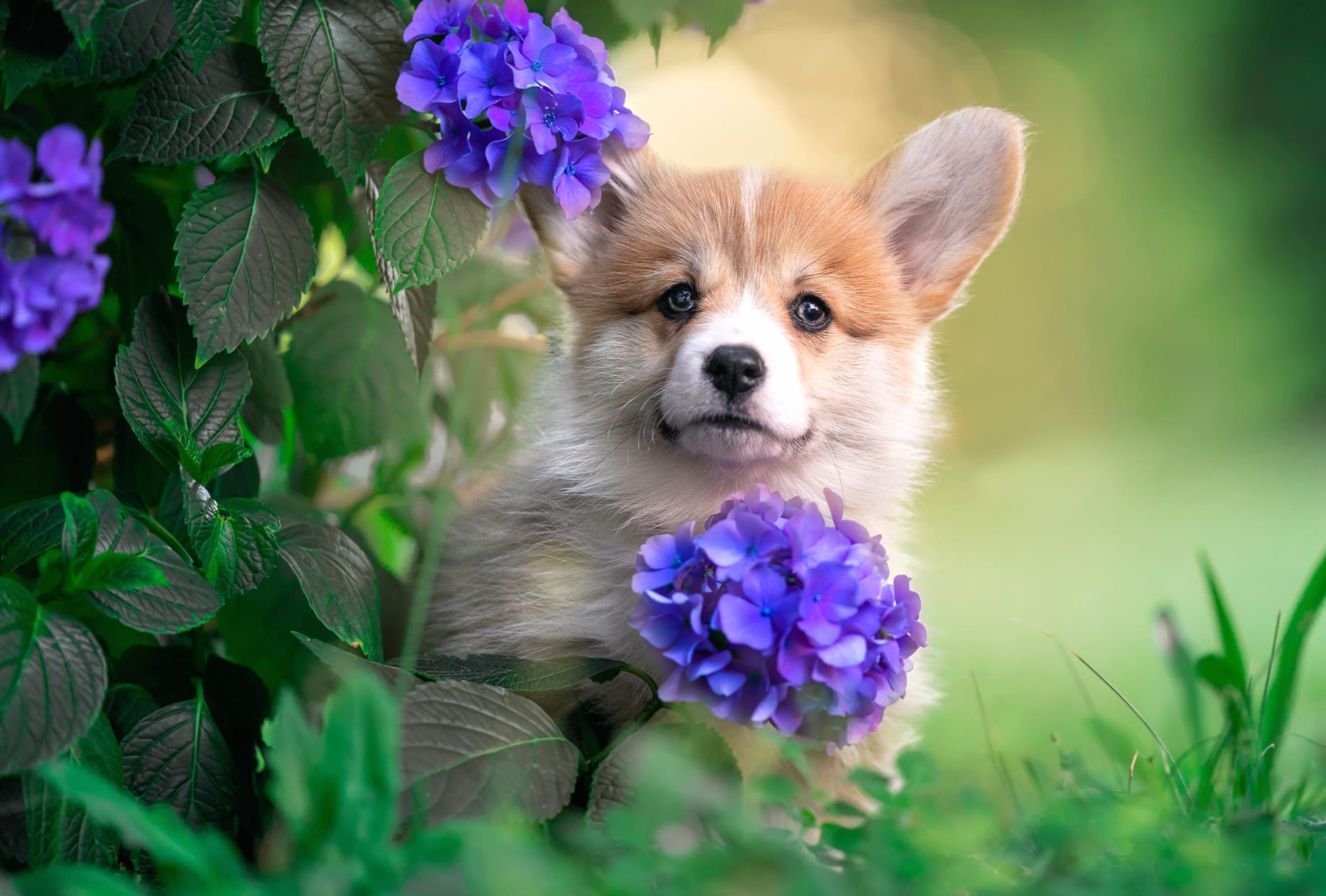 Puppy Animal Corgi wallpapers HD quality