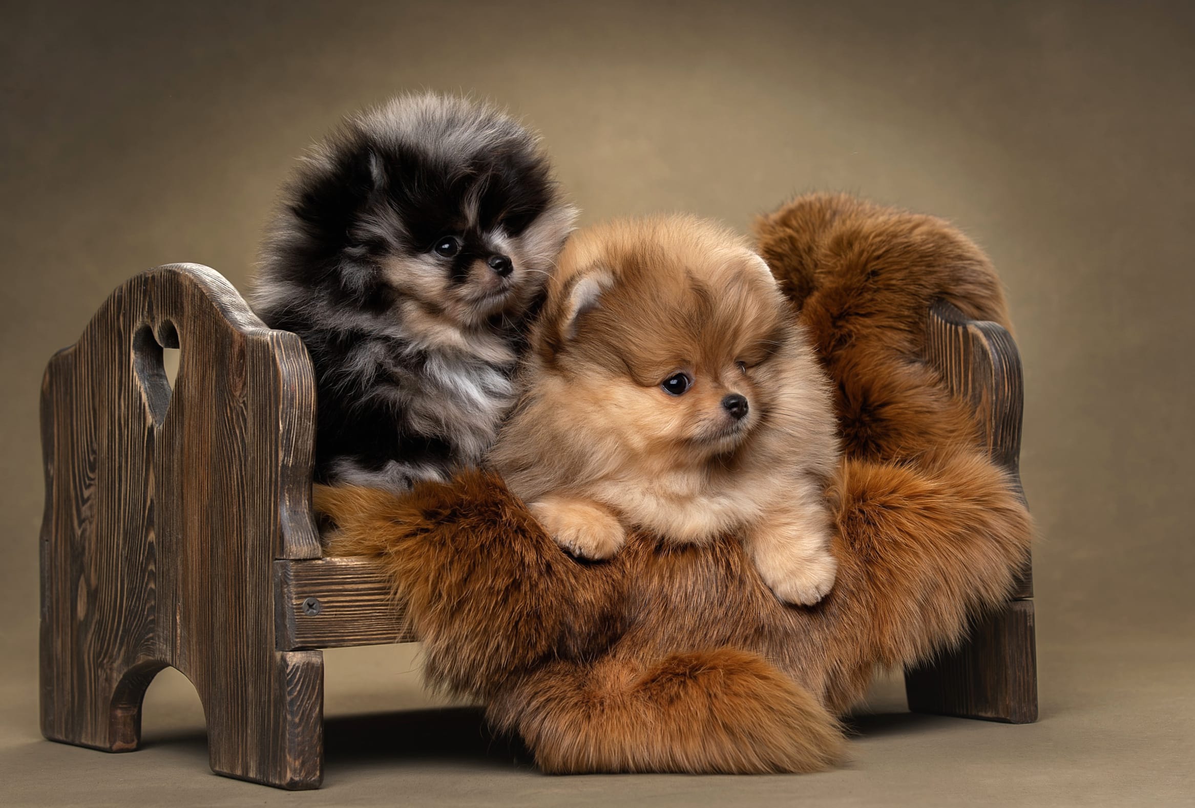 Puppy Animal Pomeranian wallpapers HD quality