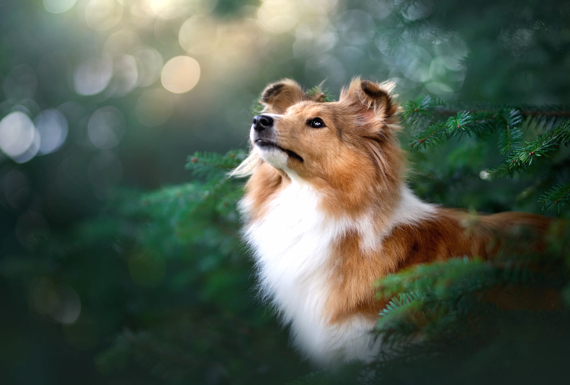 Puppy Animal Shetland Sheepdog wallpapers HD quality