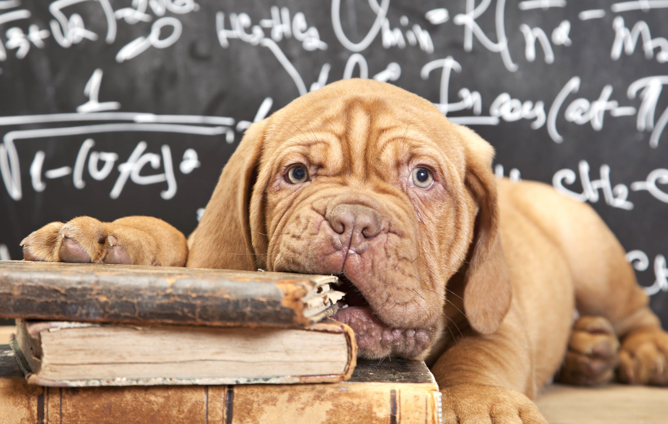 Puppy Dog Book Muzzle Animal Dogue De Bordeaux wallpapers HD quality