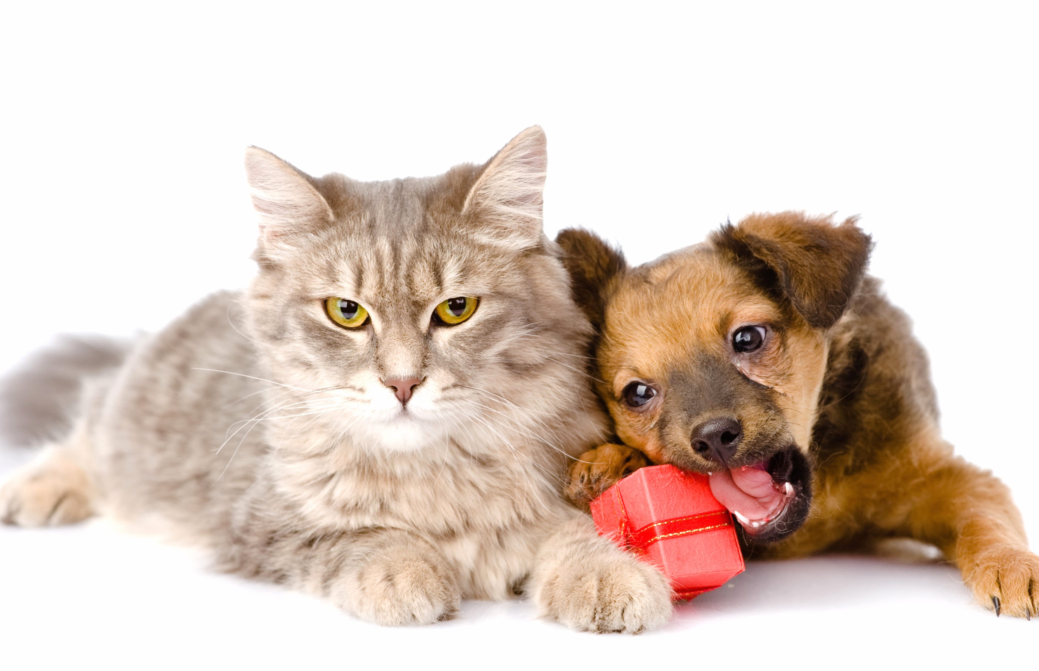 Puppy Gift Dog Cat Animal Cat & Dog wallpapers HD Puppy Gift Dog Cat Animal Cat & Dog wallpapers HD quality