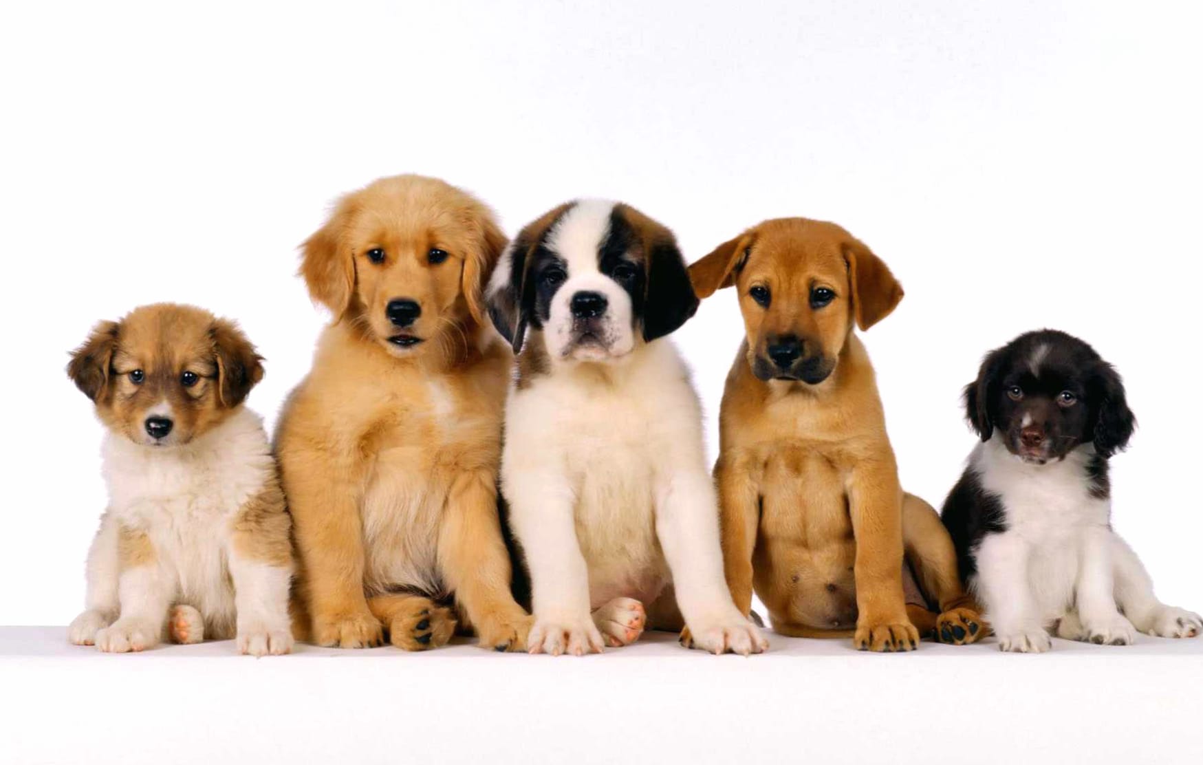 Puppy Parade wallpapers HD quality