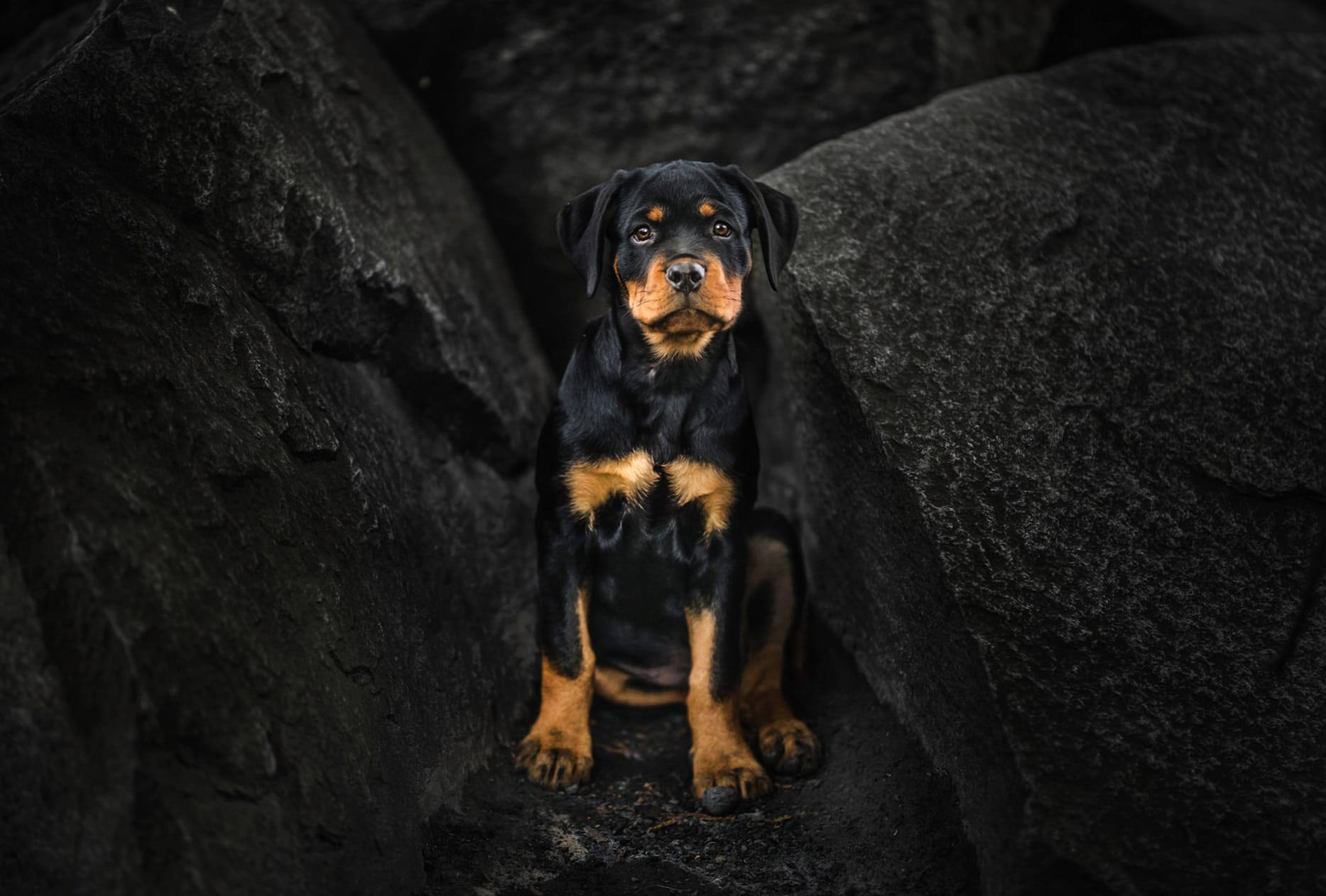 Puppy Stare - Rottweiler at 320 x 480 iPhone size wallpapers HD quality