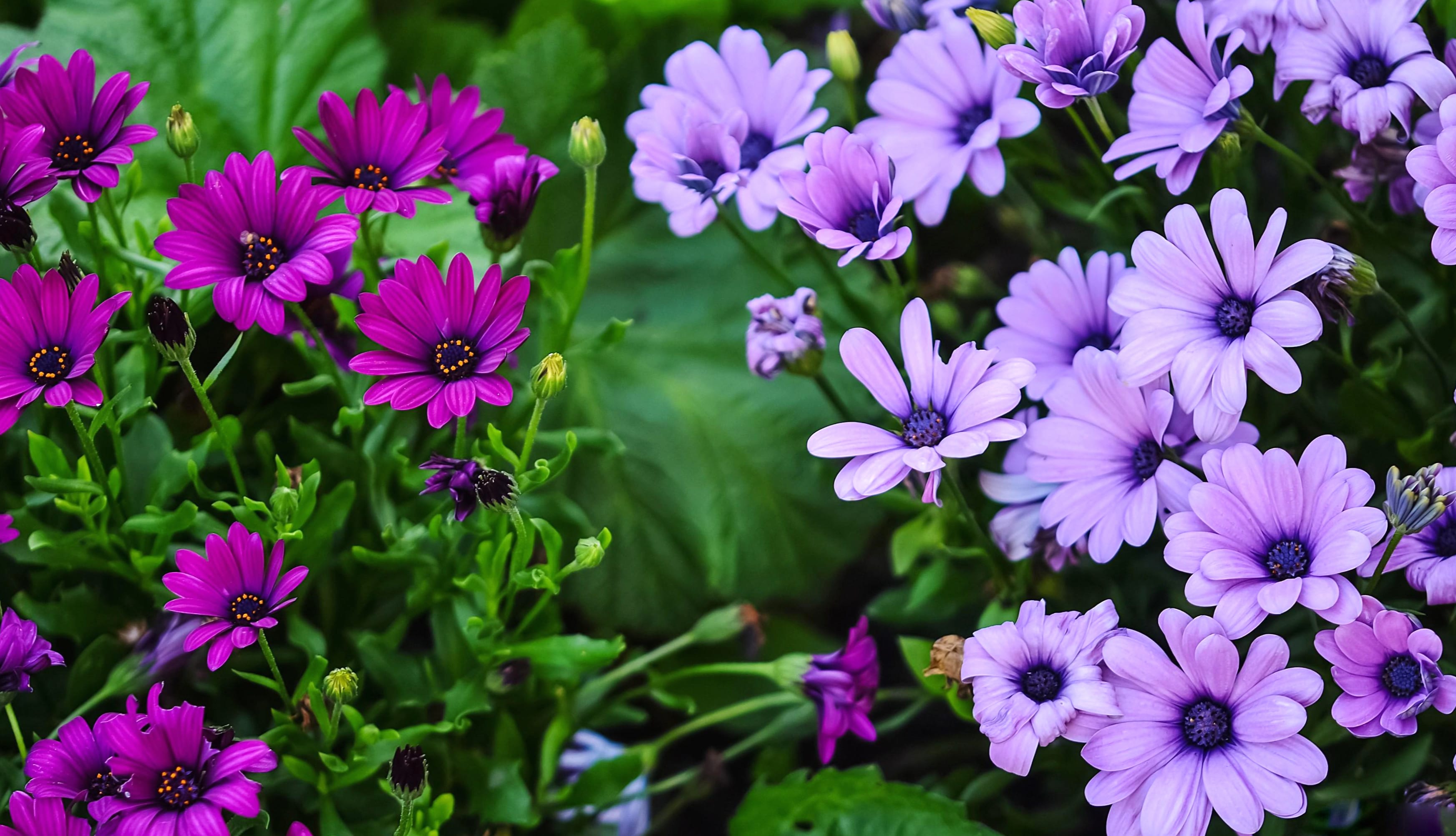 Purple African Daisy A Stunning HD Floral Wallpaper wallpapers HD quality