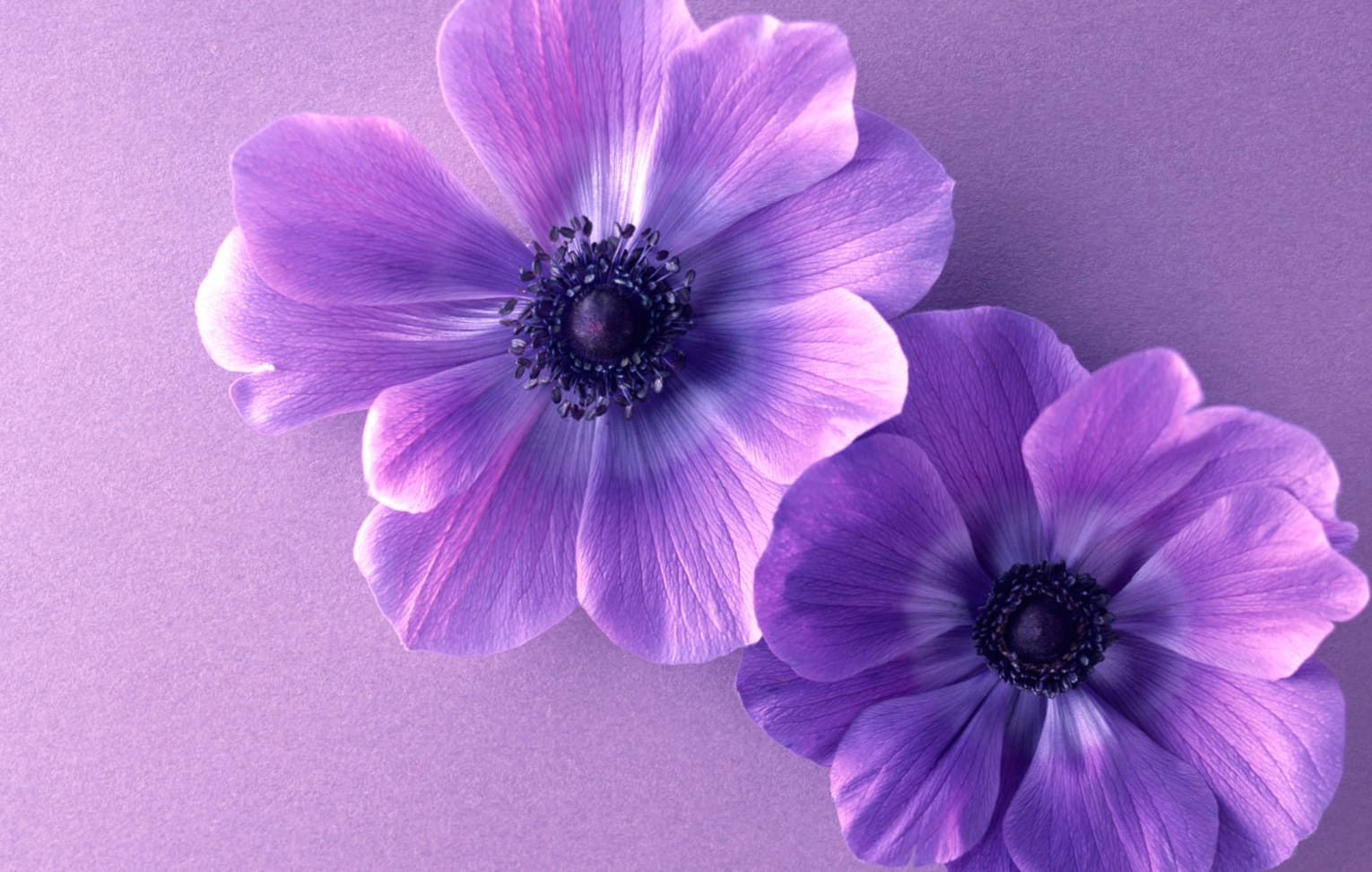 Purple Bliss Nature Flower wallpapers HD quality