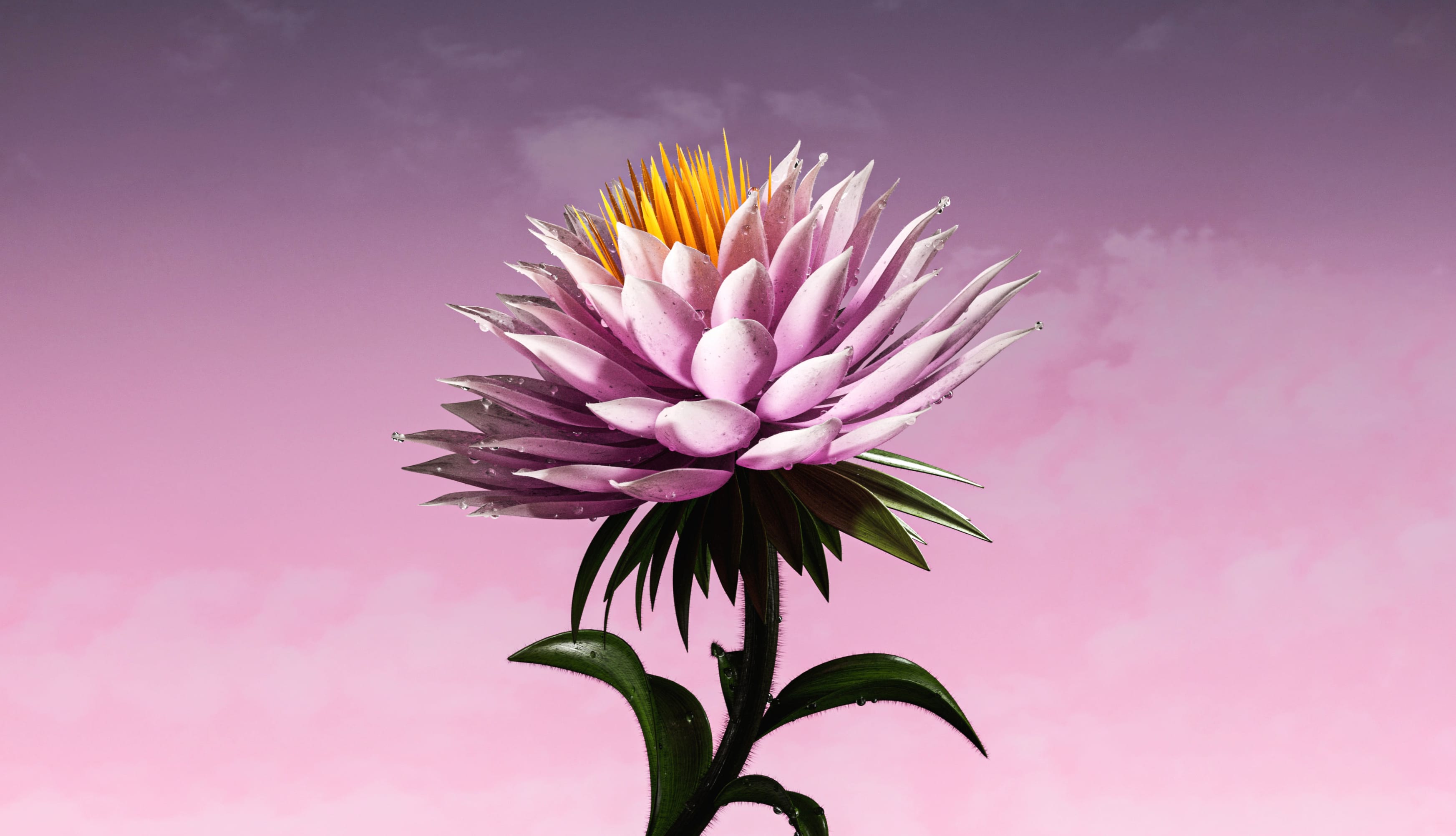 Purple Flower Bloom wallpapers HD quality