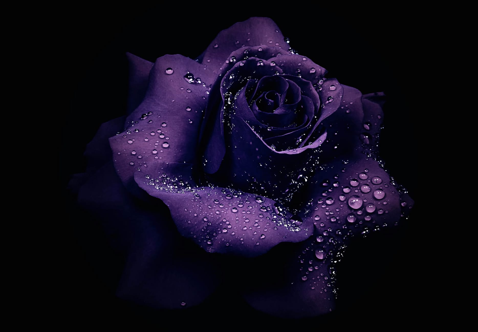 Purple Flower Dew Drop Purple Rose Flower Nature Rose wallpapers HD quality