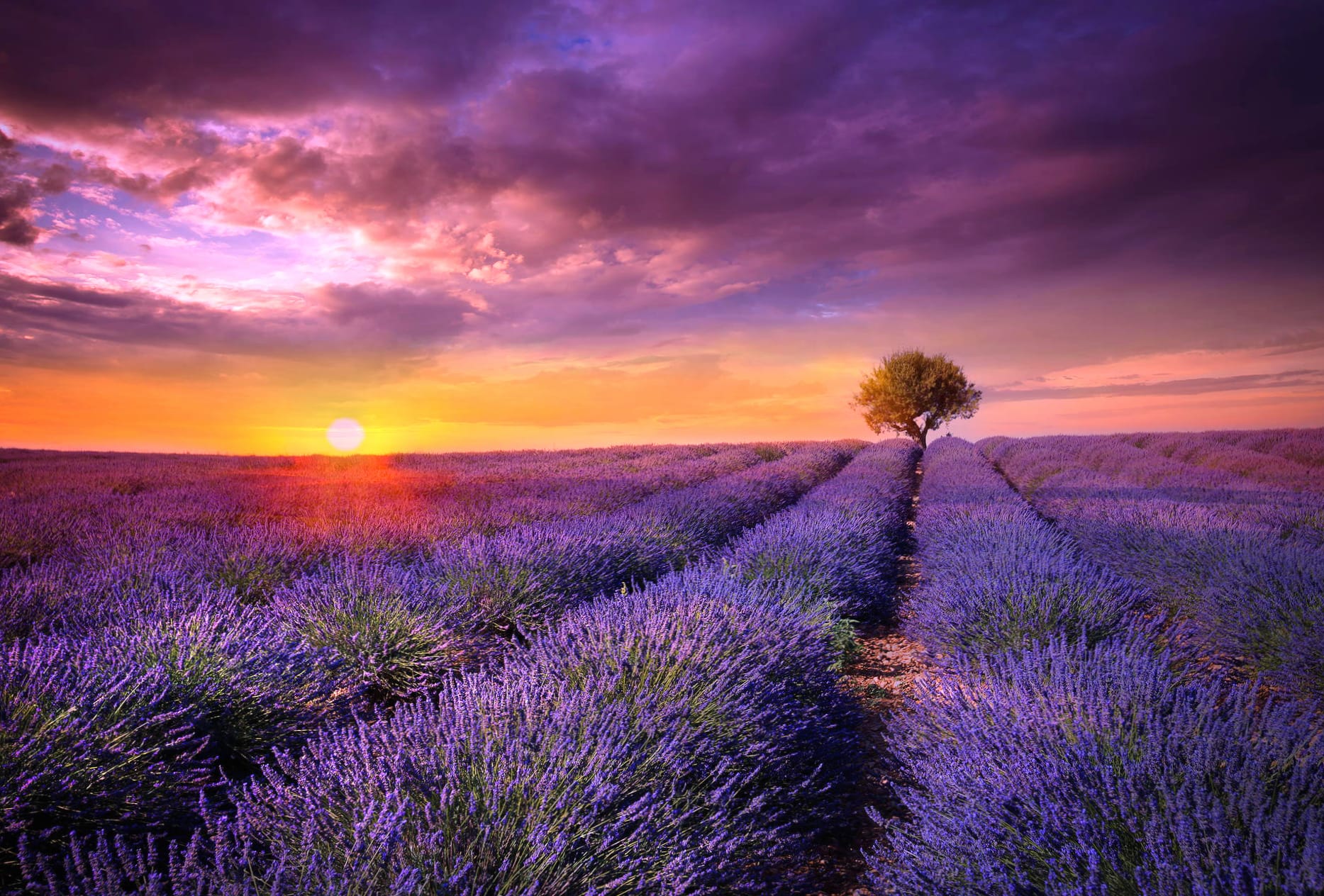 Purple Flower Flower Sunrise Nature Lavender at 1366 x 768 HD size wallpapers HD quality