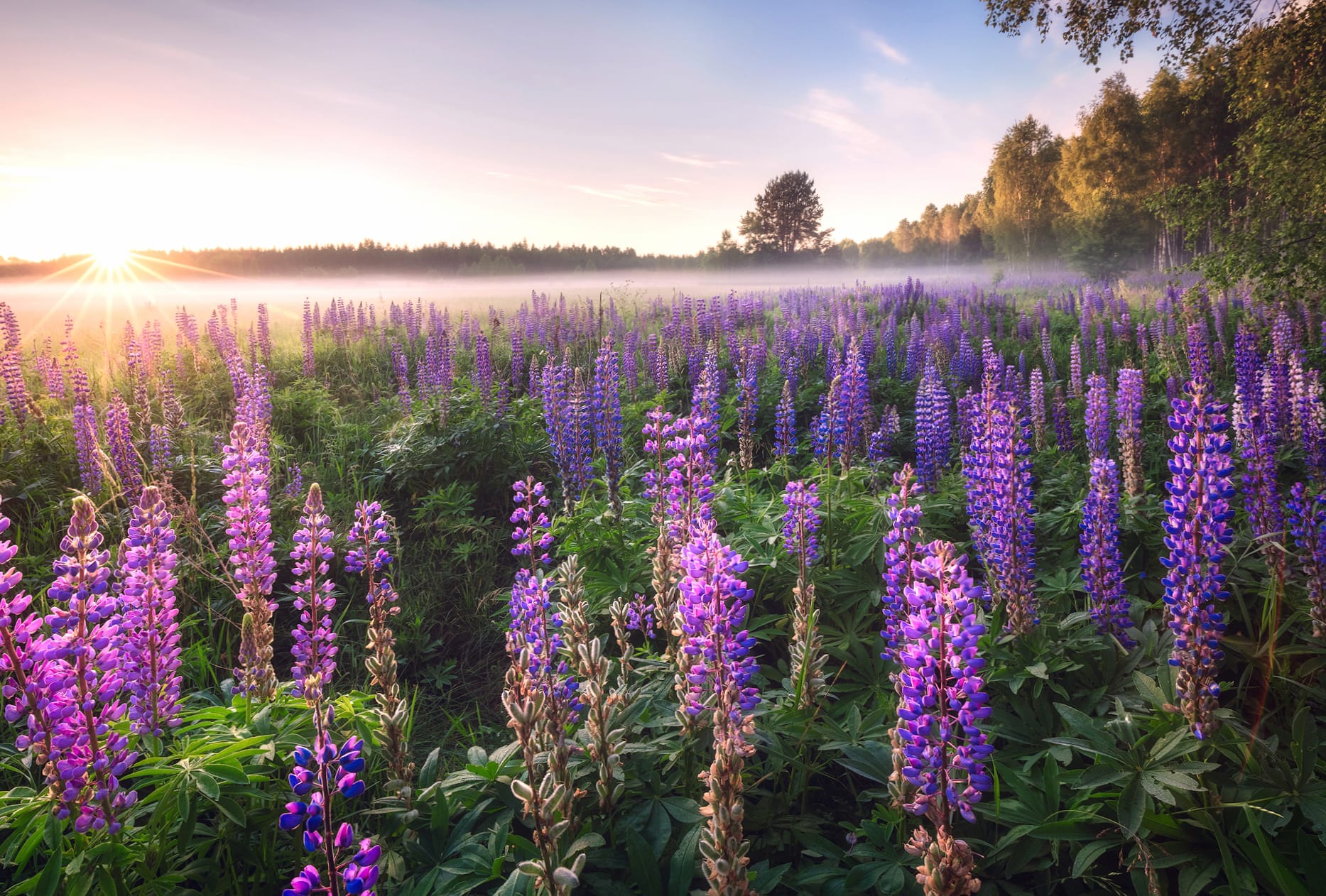 Purple Flower Flower Sunrise Nature Lupine wallpapers HD quality