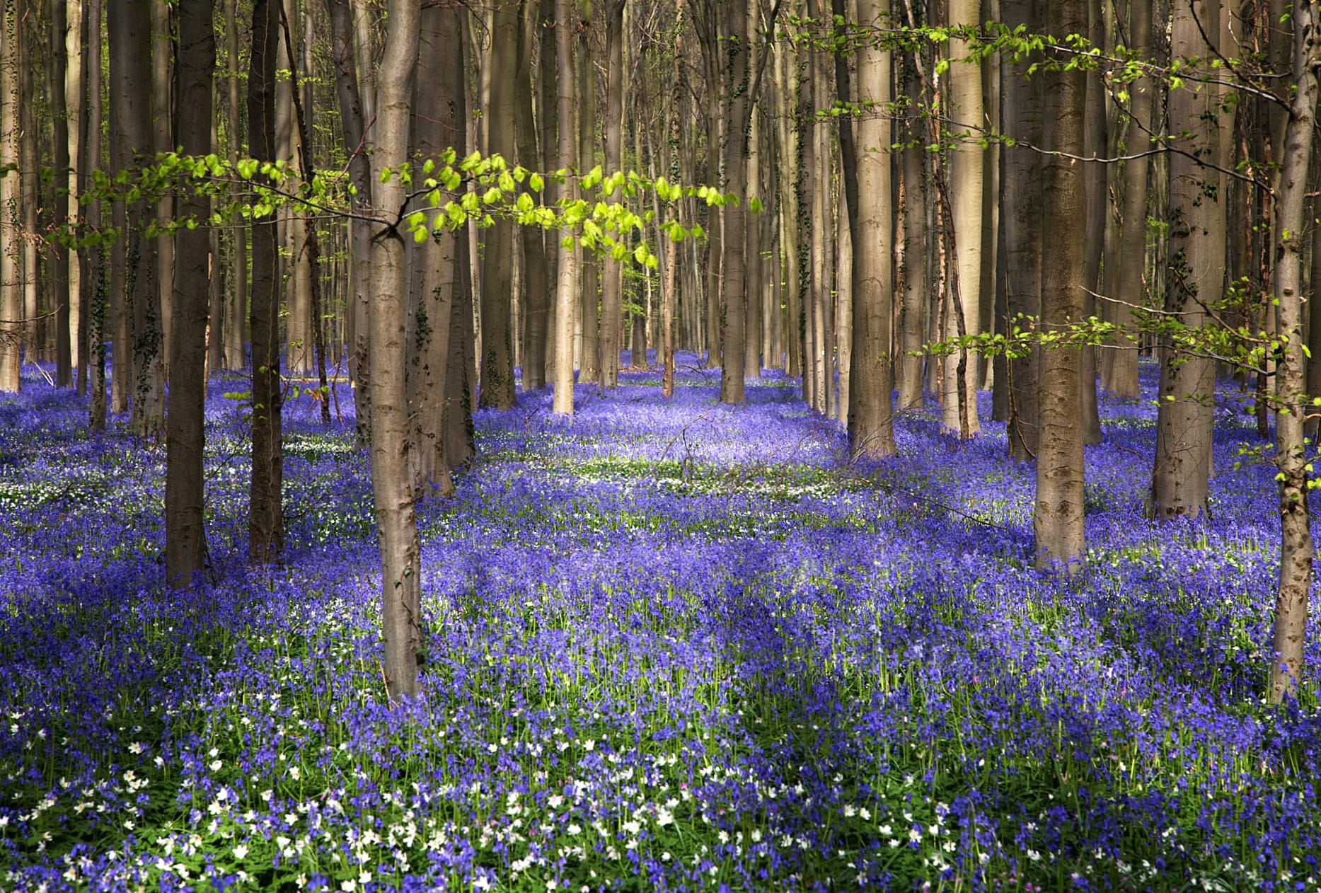 Purple Flower Flower Tree Nature Forest at 2048 x 2048 iPad size wallpapers HD quality