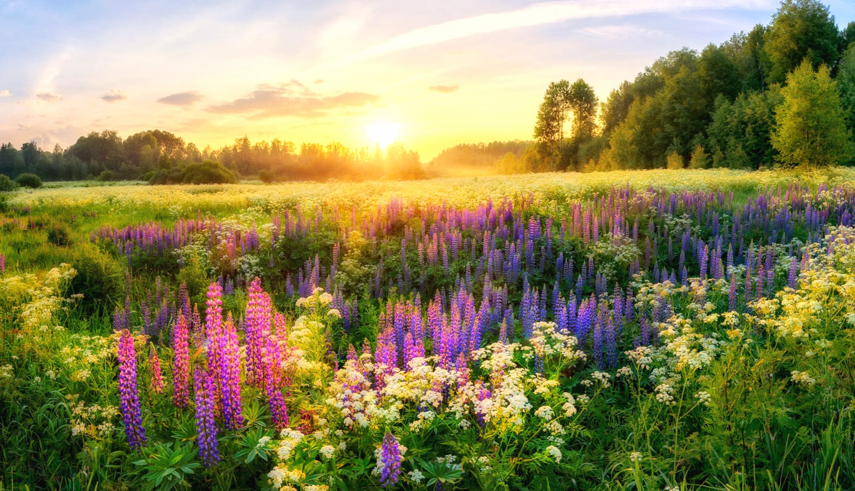 Purple Flower Meadow Sunrise Flower Nature Lupine wallpapers HD quality