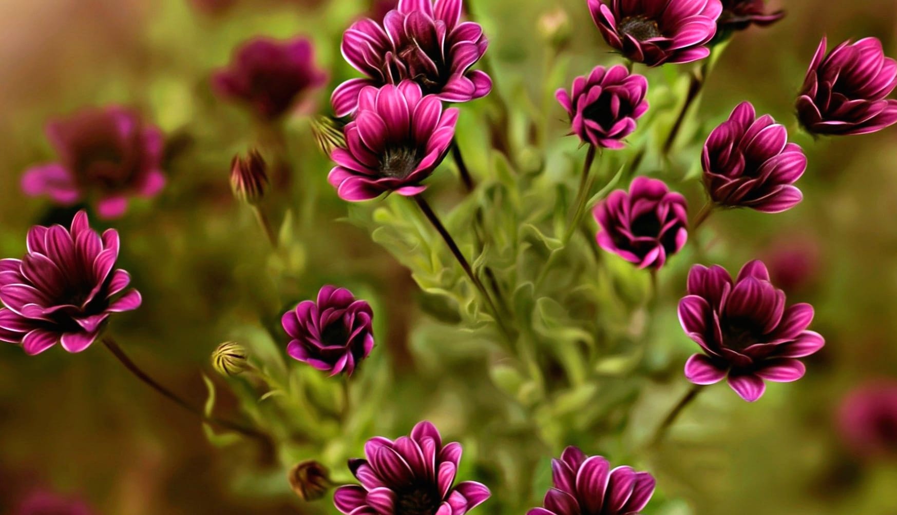 Purple Flower Nature Close-up Flower wallpapers HD quality