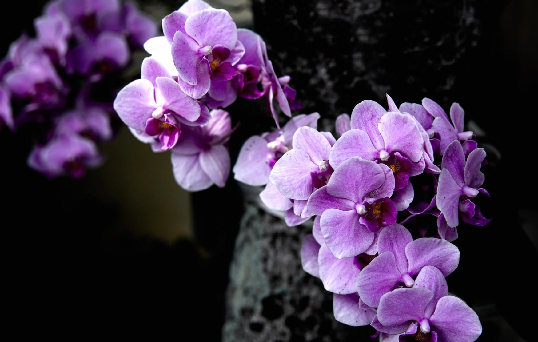 Purple Flower Nature Flower Orchid wallpapers HD quality