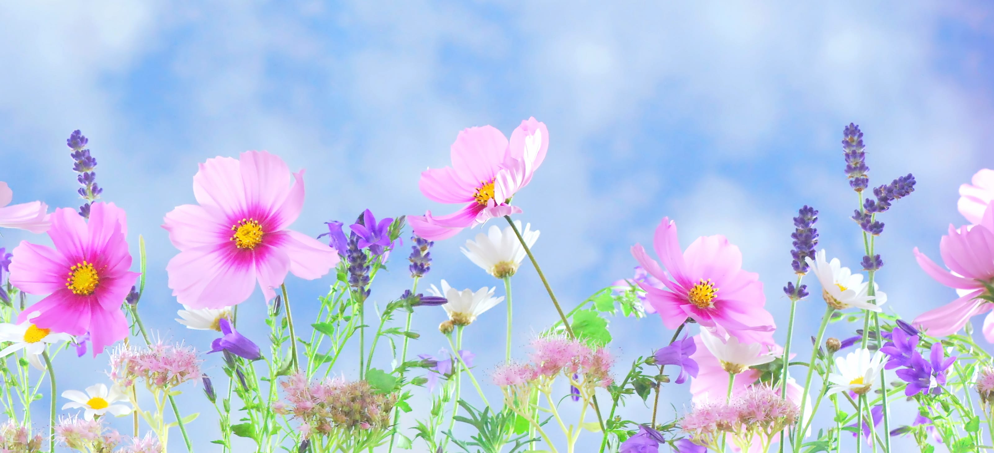 Purple Flower Pink Flower Pastel Cosmos Flower Artistic Spring wallpapers HD quality