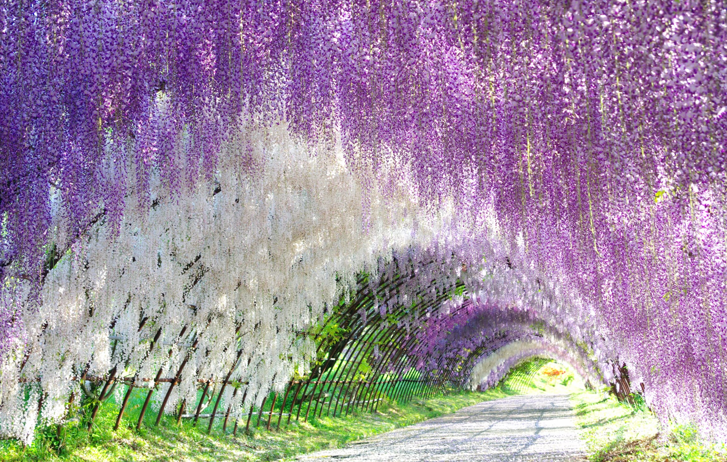 Purple Flower White Flower Tunnel Flower Nature Wisteria at 1024 x 768 size wallpapers HD quality