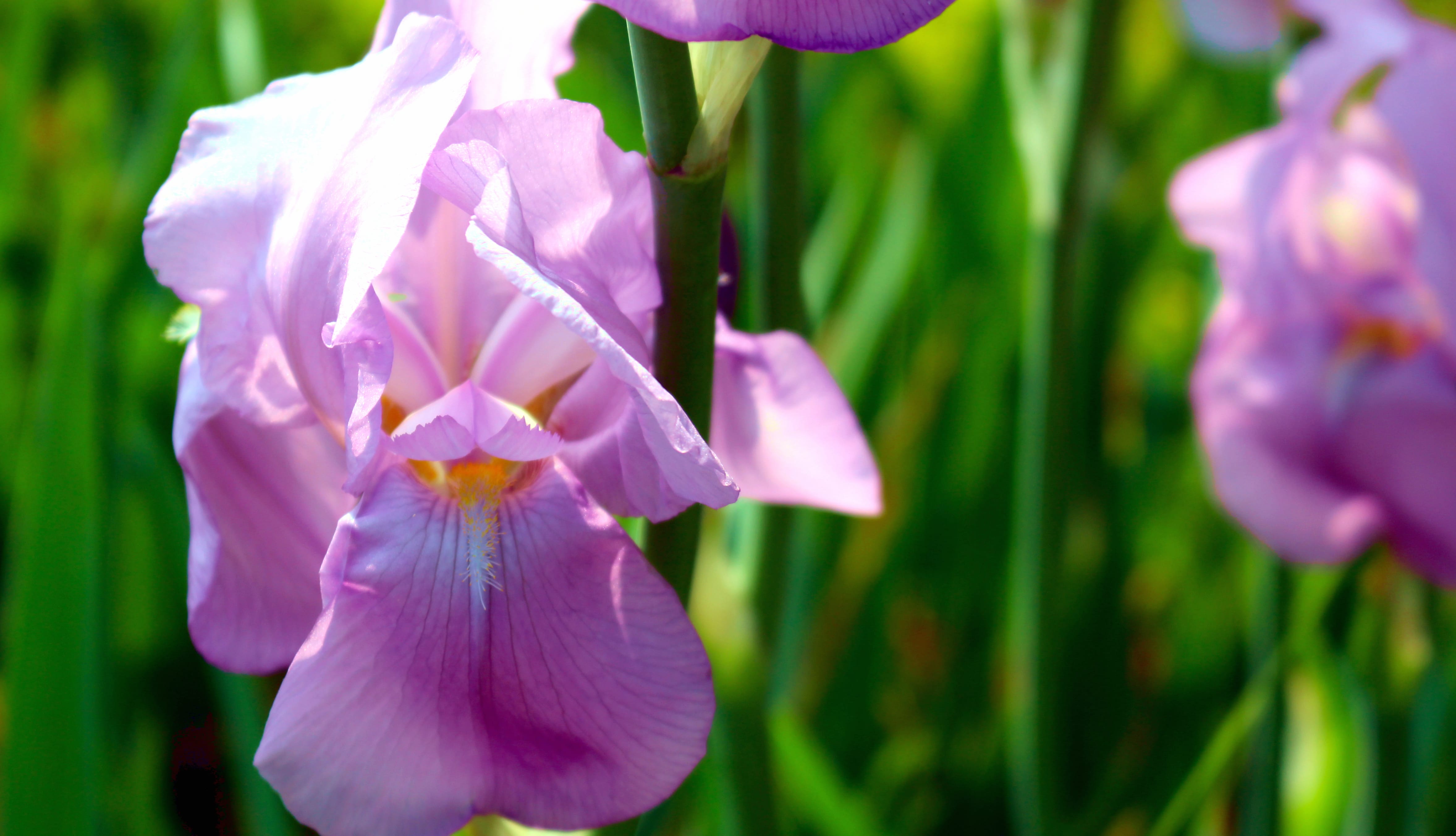 Purple Irises wallpapers HD quality