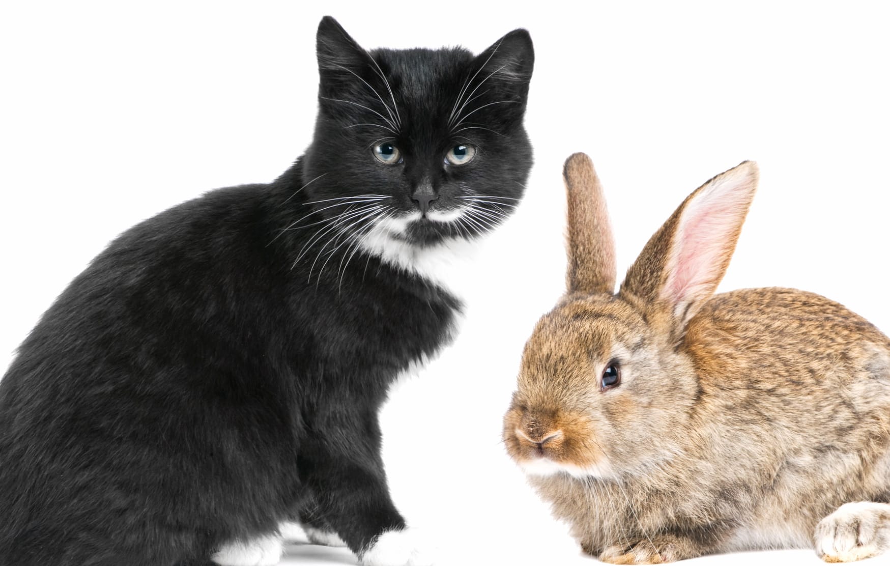 Rabbit Cat Animal Cute Cute Cat wallpapers HD quality