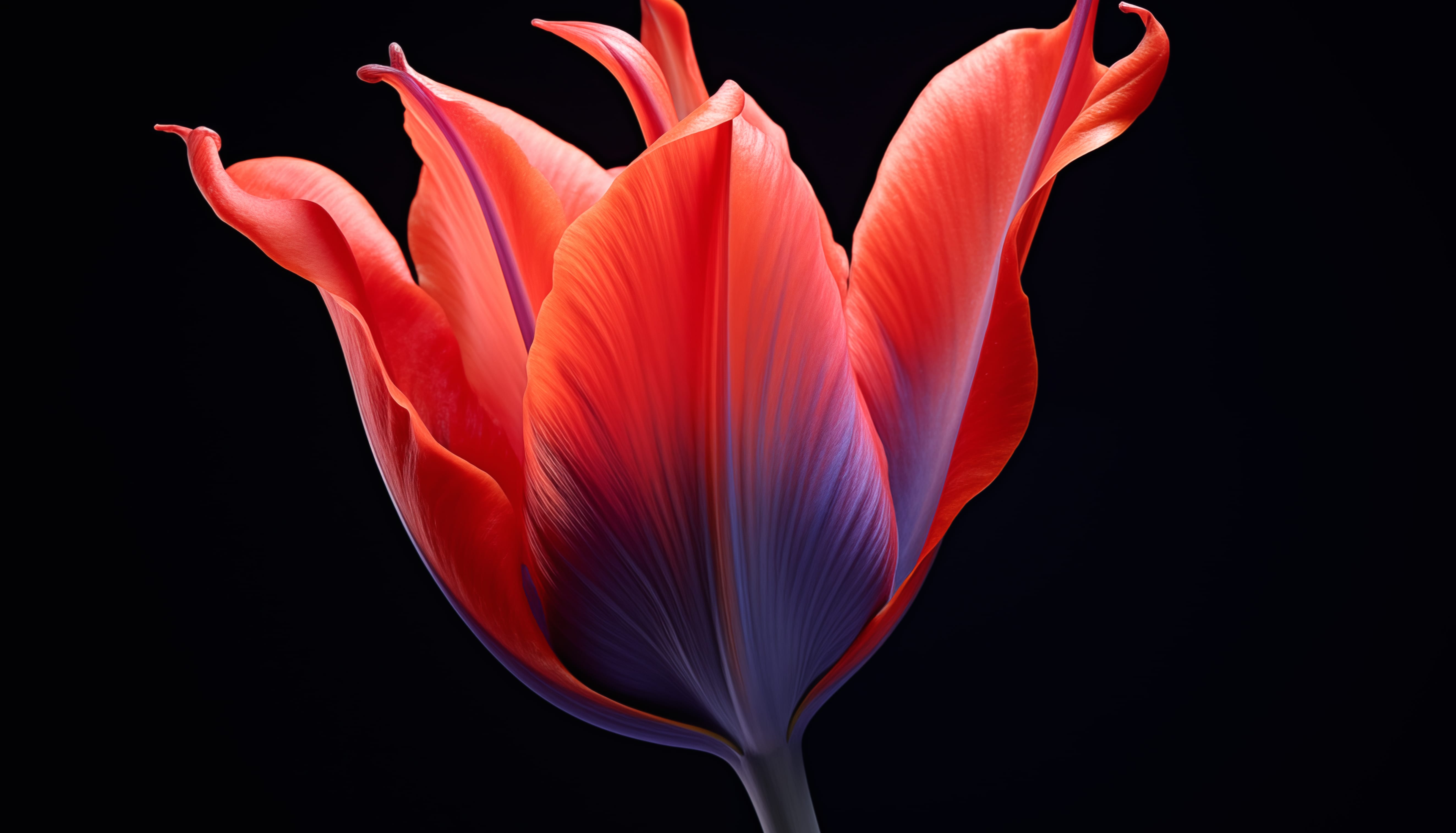 Radiant Red Tulip wallpapers HD quality