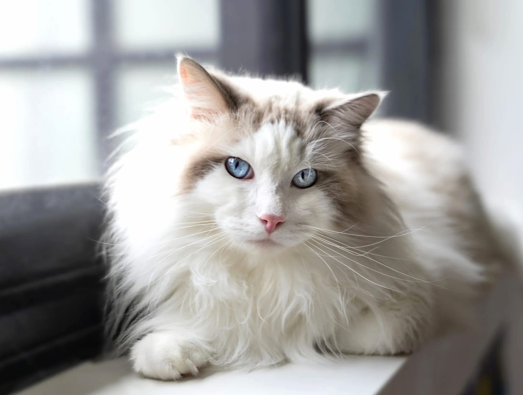 Ragdoll Animal Cat at 750 x 1334 iPhone 6 size wallpapers HD quality