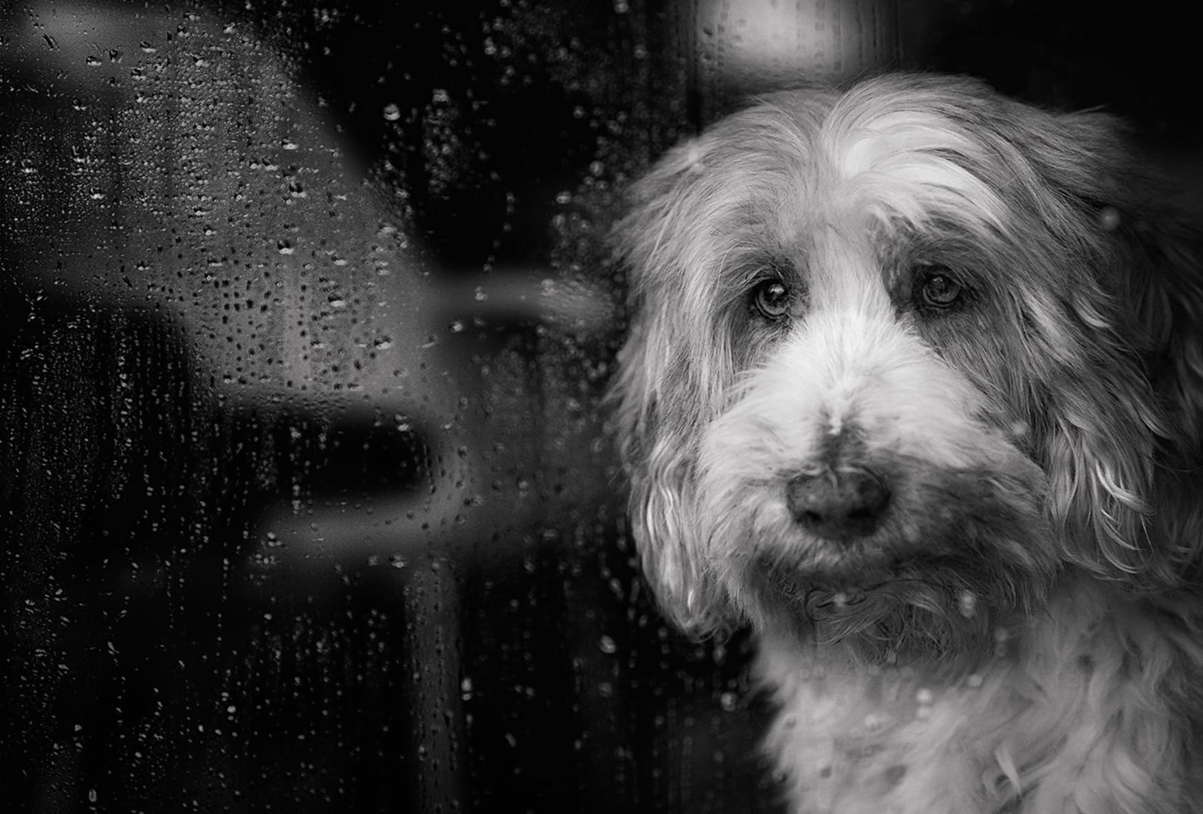 Raindrops Black & White Animal Dog wallpapers HD quality