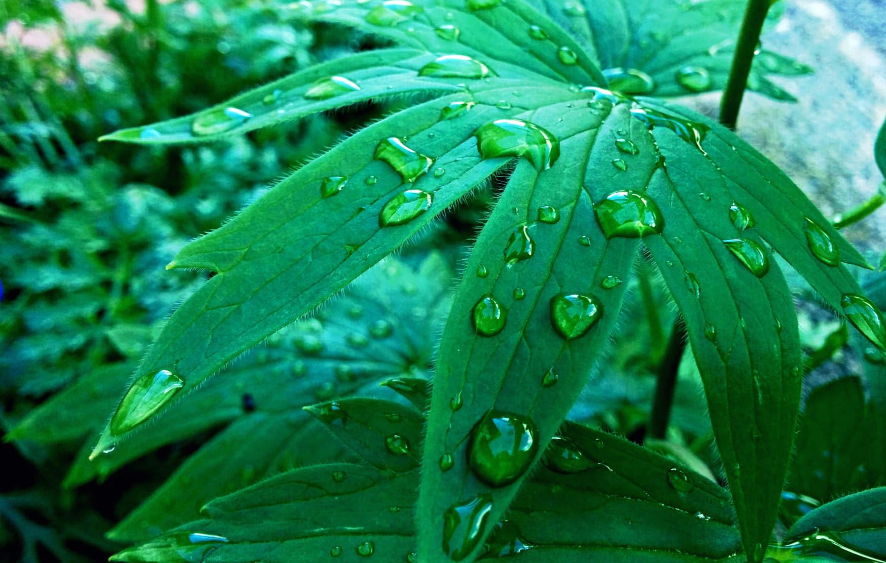 raindrops on leaf at 640 x 1136 iPhone 5 size wallpapers HD quality