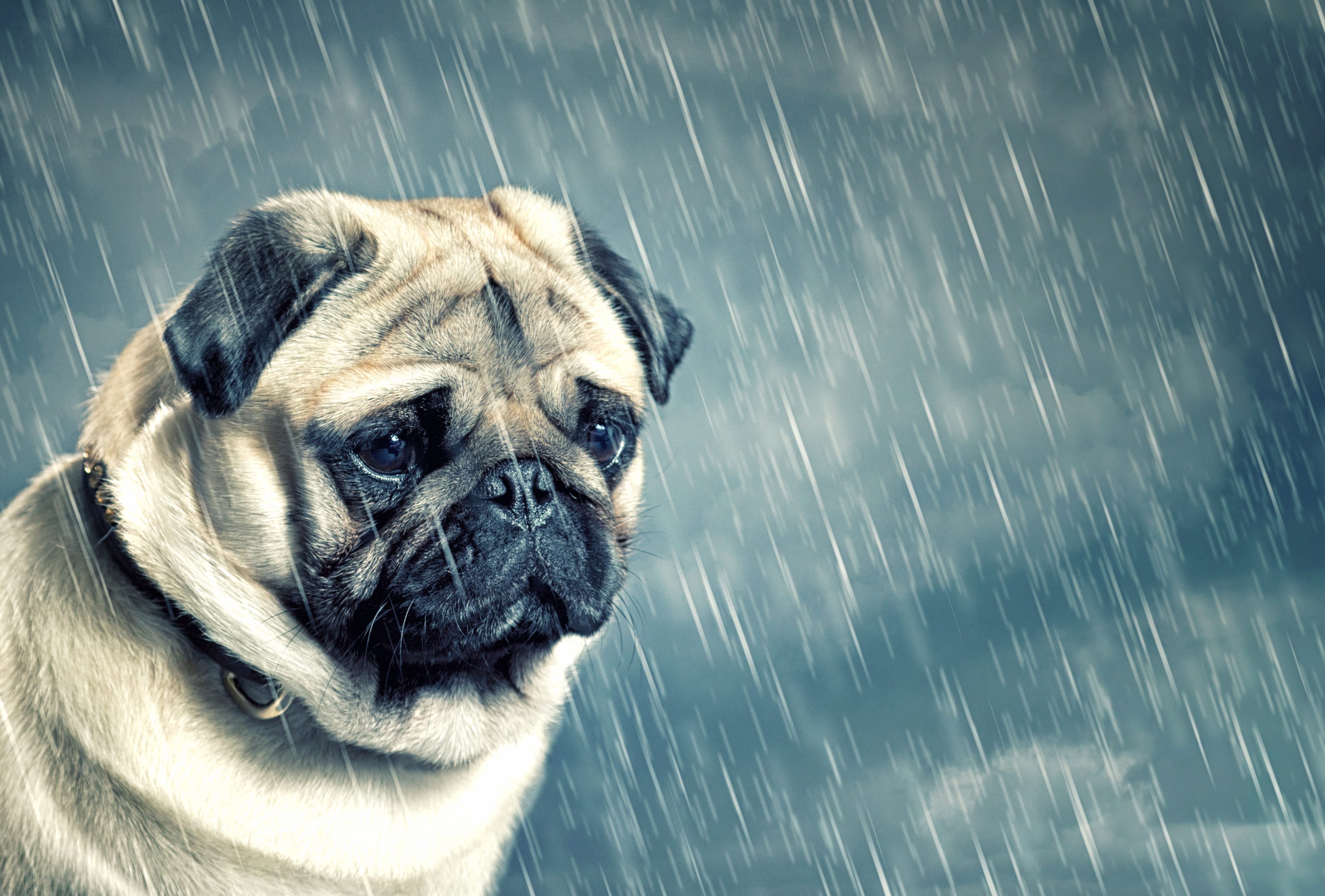 Rainy Day Pug - at 2560 x 1440 HD size wallpapers HD quality