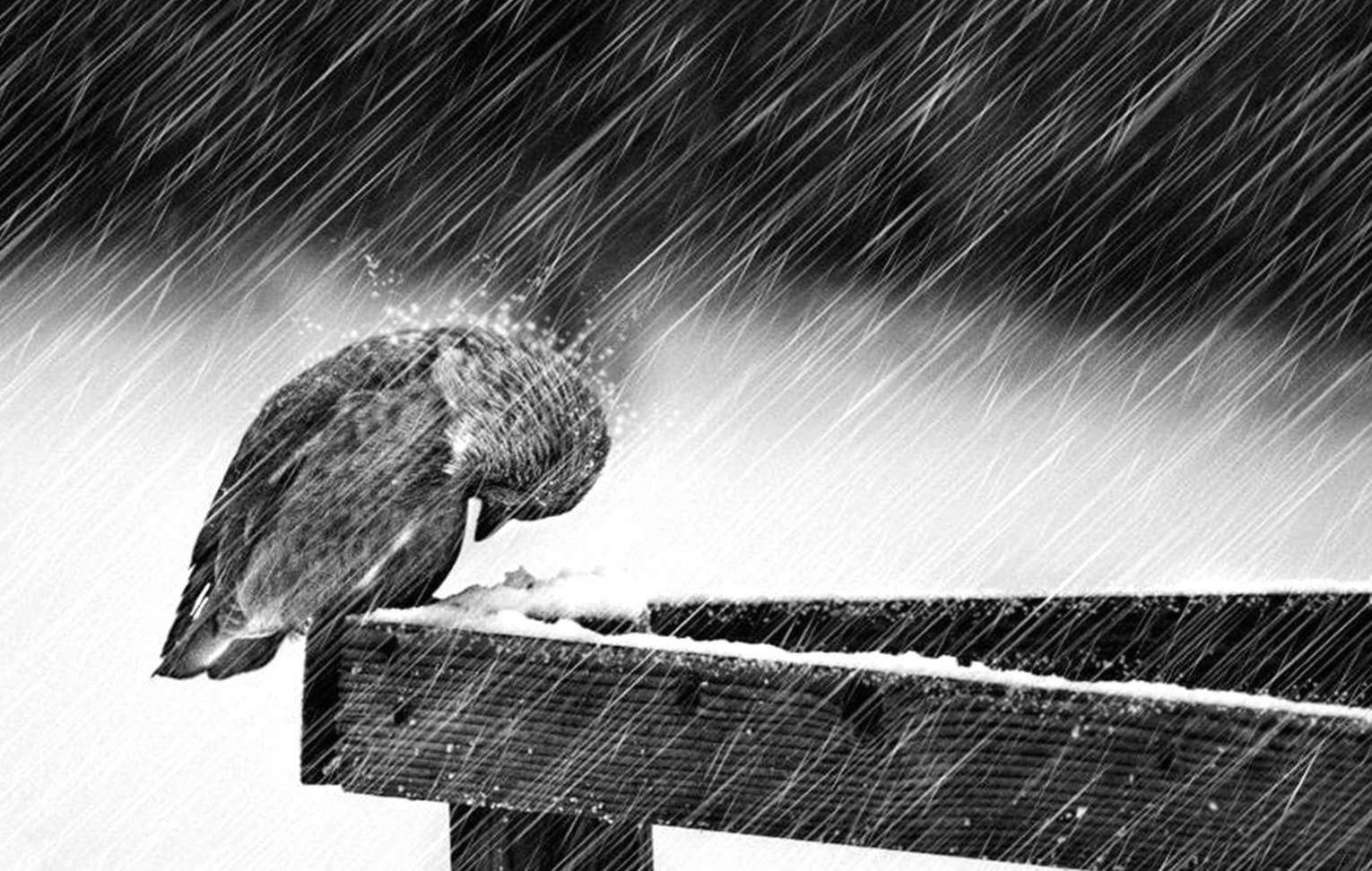 Rainy Day Resilience Bird in the Storm wallpapers HD quality