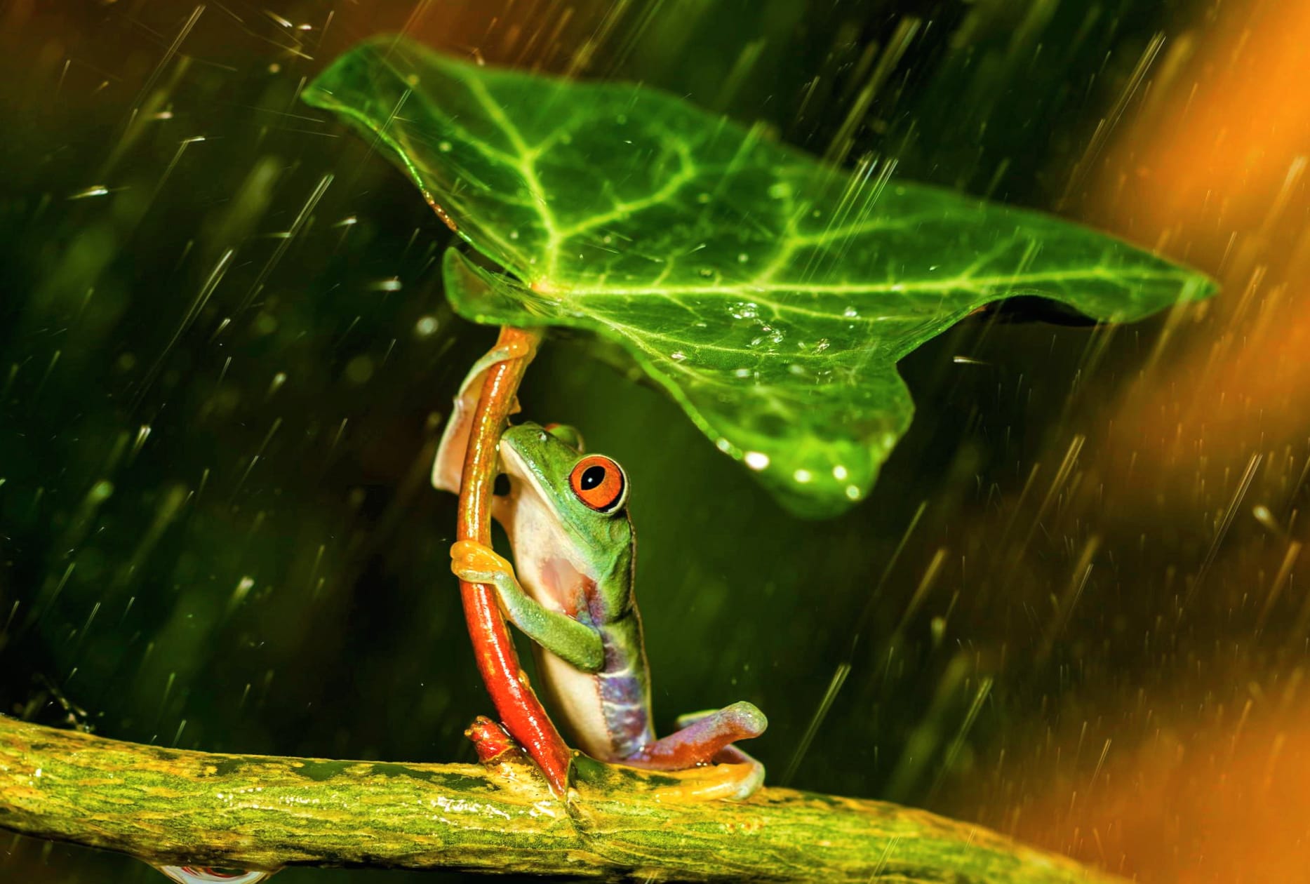 Rainy Refuge Red-Eyed Tree Frog wallpapers HD quality