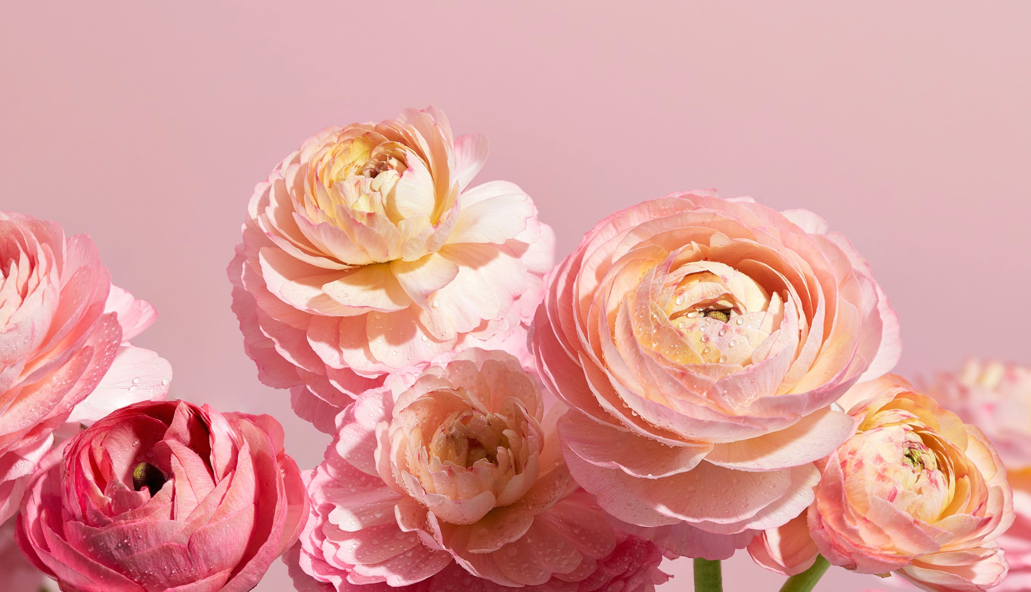 Ranunculus flowers Pink aesthetic at 1280 x 960 size wallpapers HD quality