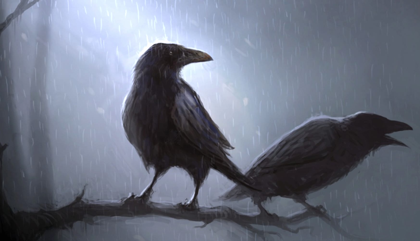 Raven Crow wallpapers HD quality