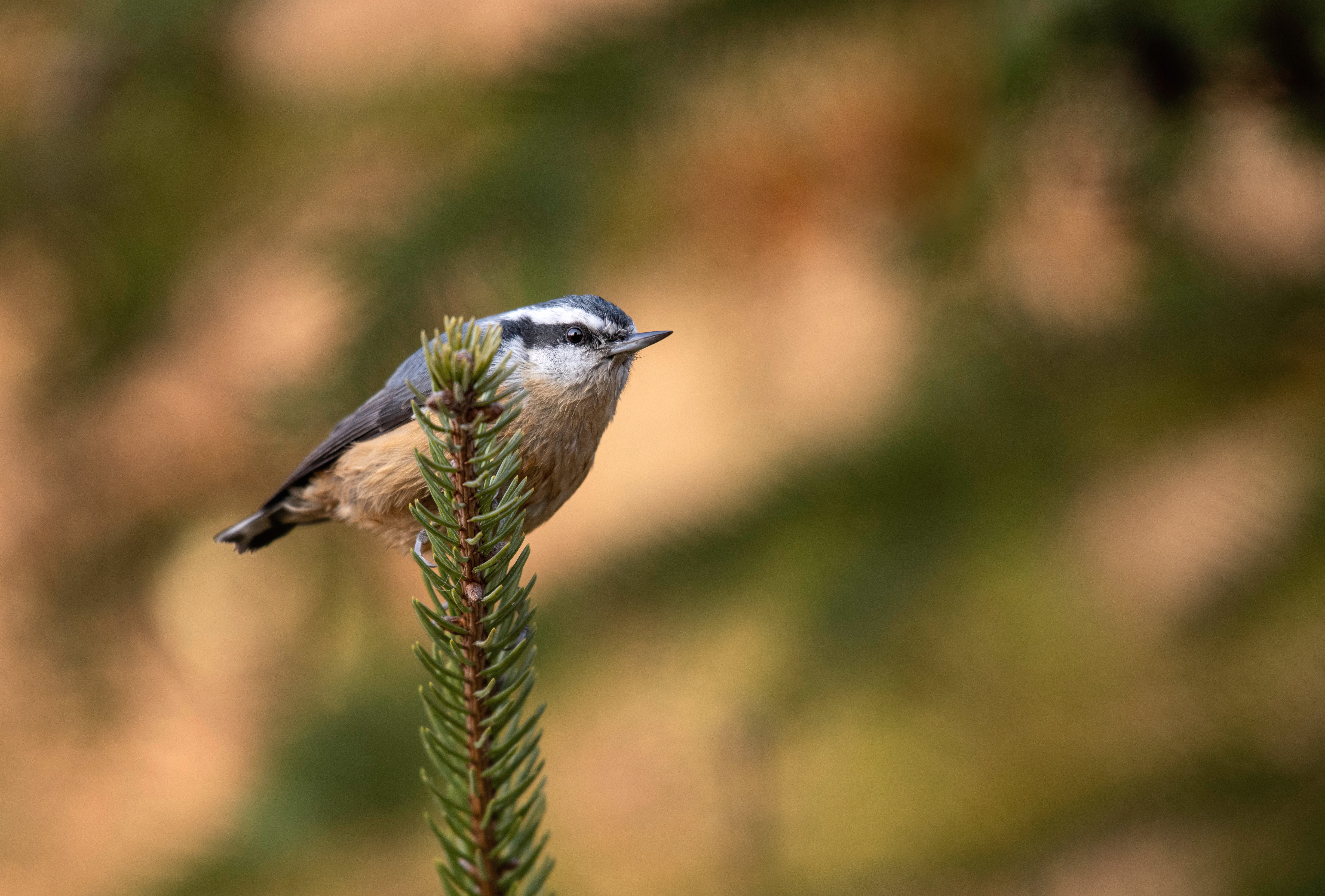 Red-breasted Nuthatch Animal Nuthatch 8k Ultra wallpapers HD quality