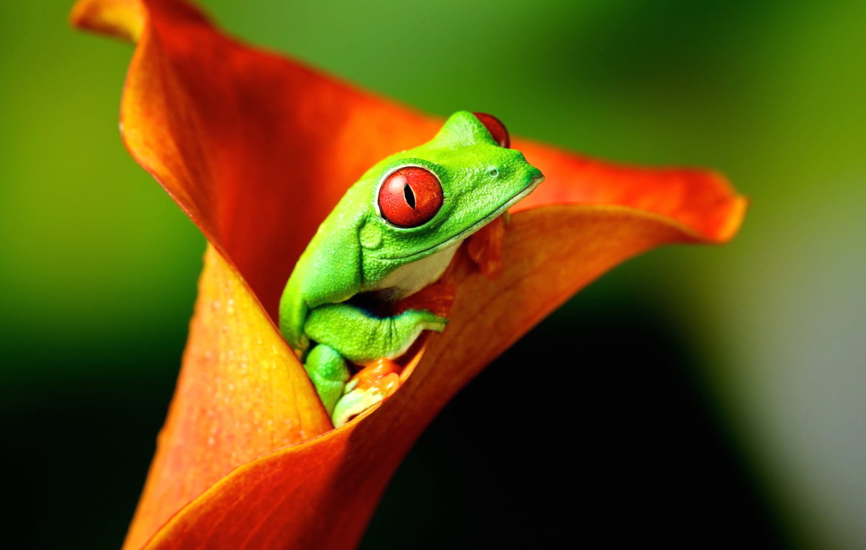 Red-Eyed Tree Frog on Orange Calla Lily at 1024 x 1024 iPad size wallpapers HD quality