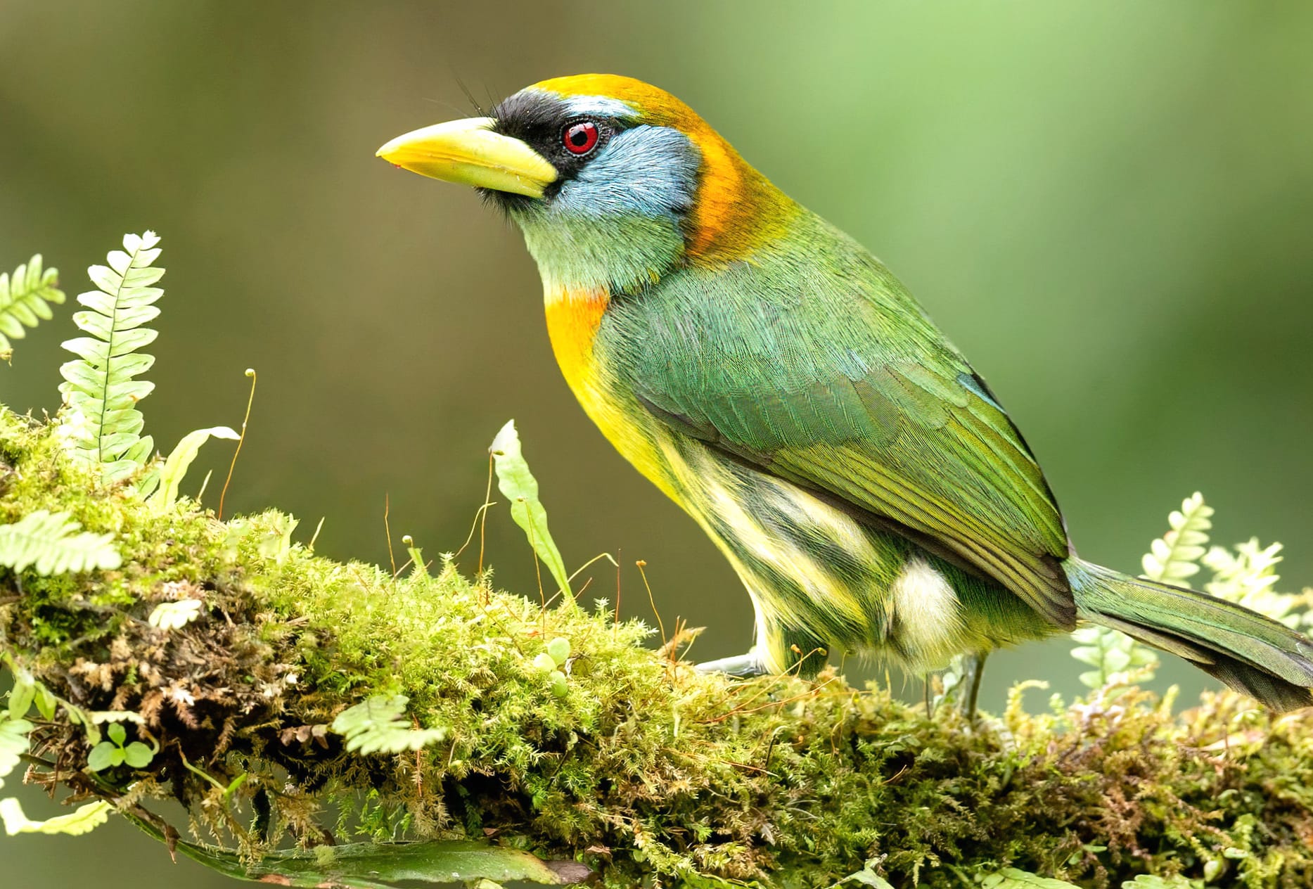 Red-headed Barbet Eubucco Animal Barbet wallpapers HD Red-headed Barbet Eubucco Animal Barbet wallpapers HD quality