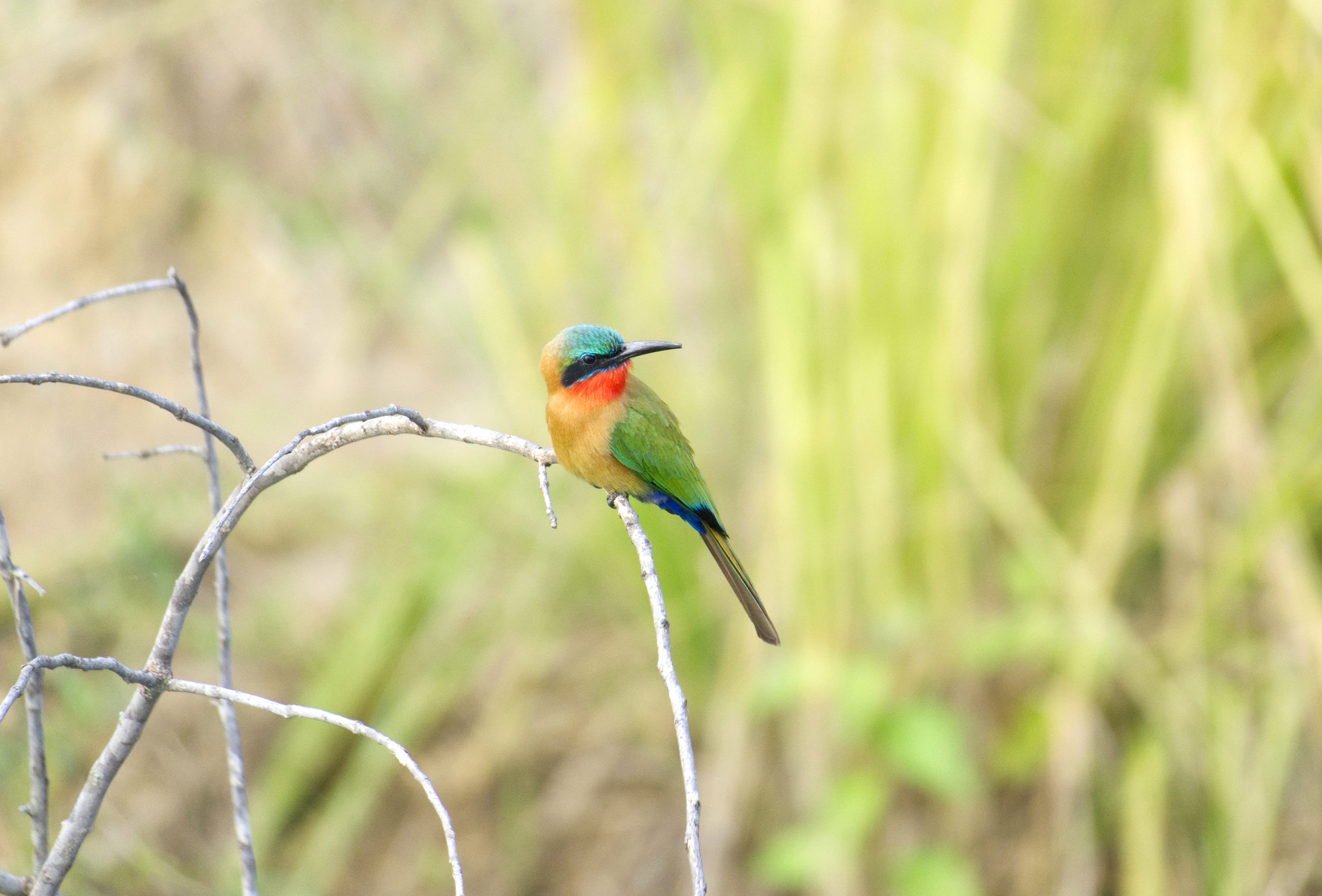 Red-throated Bee-eater Animal Bee-eater Bee-eater wallpapers HD quality