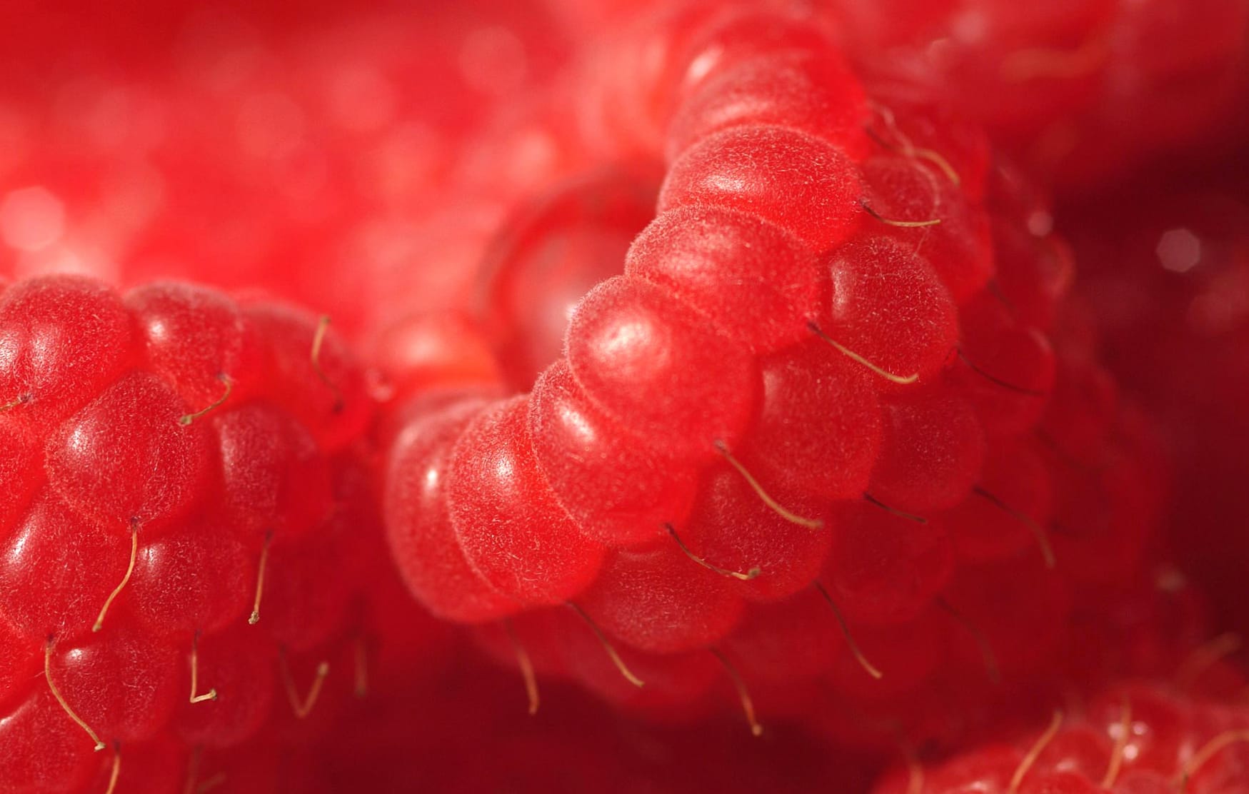 Red Close-up Fruit Food Raspberry wallpapers HD quality