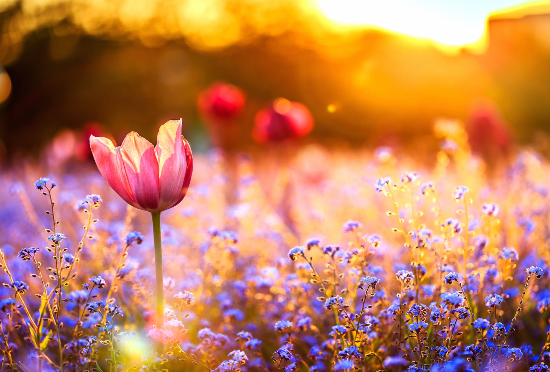 Red Flower Blue Flower Sunny Bokeh Flower Spring Nature Tulip wallpapers HD quality