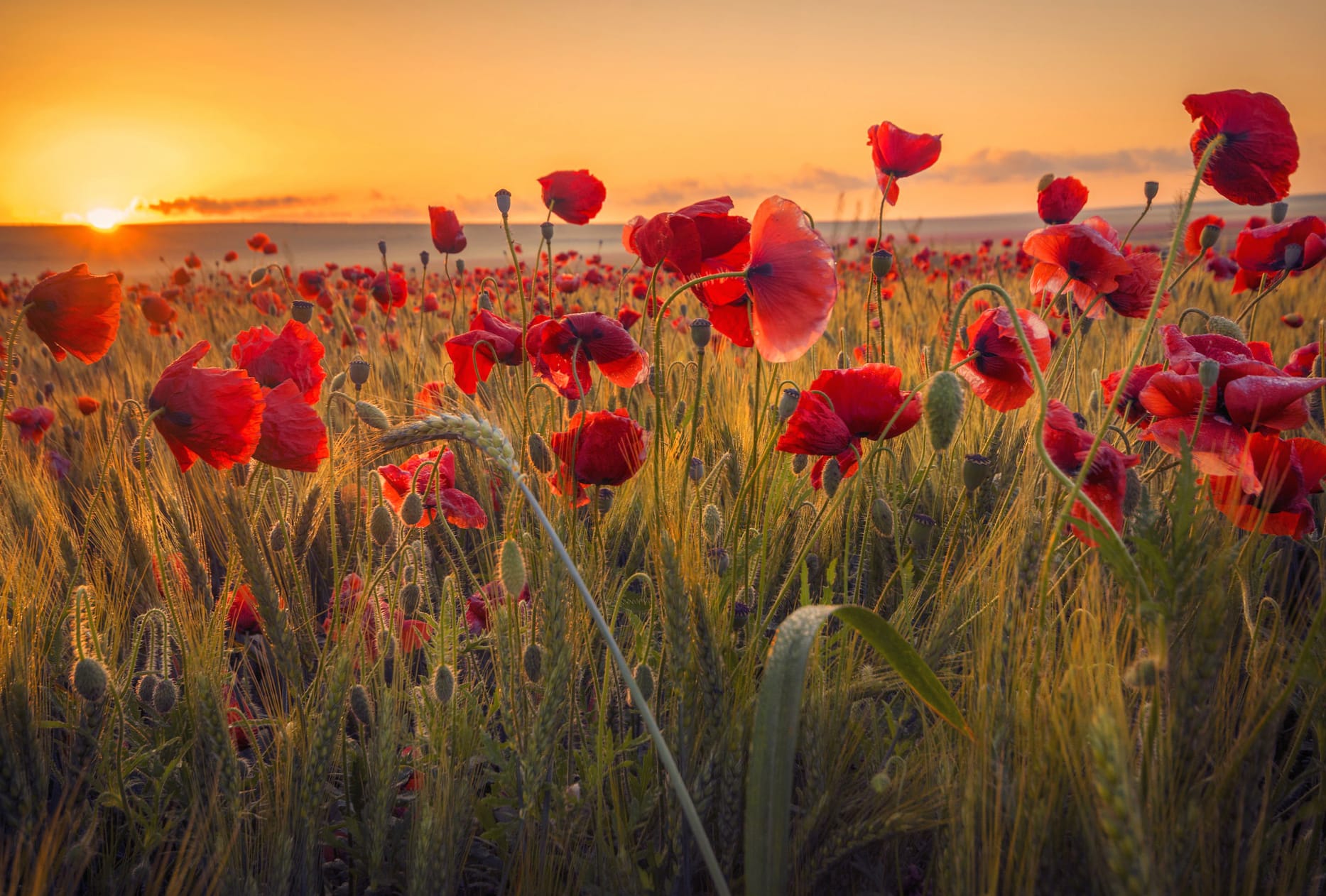 Red Flower Sunrise Field Summer Wheat Flower Nature Poppy at 320 x 480 iPhone size wallpapers HD quality