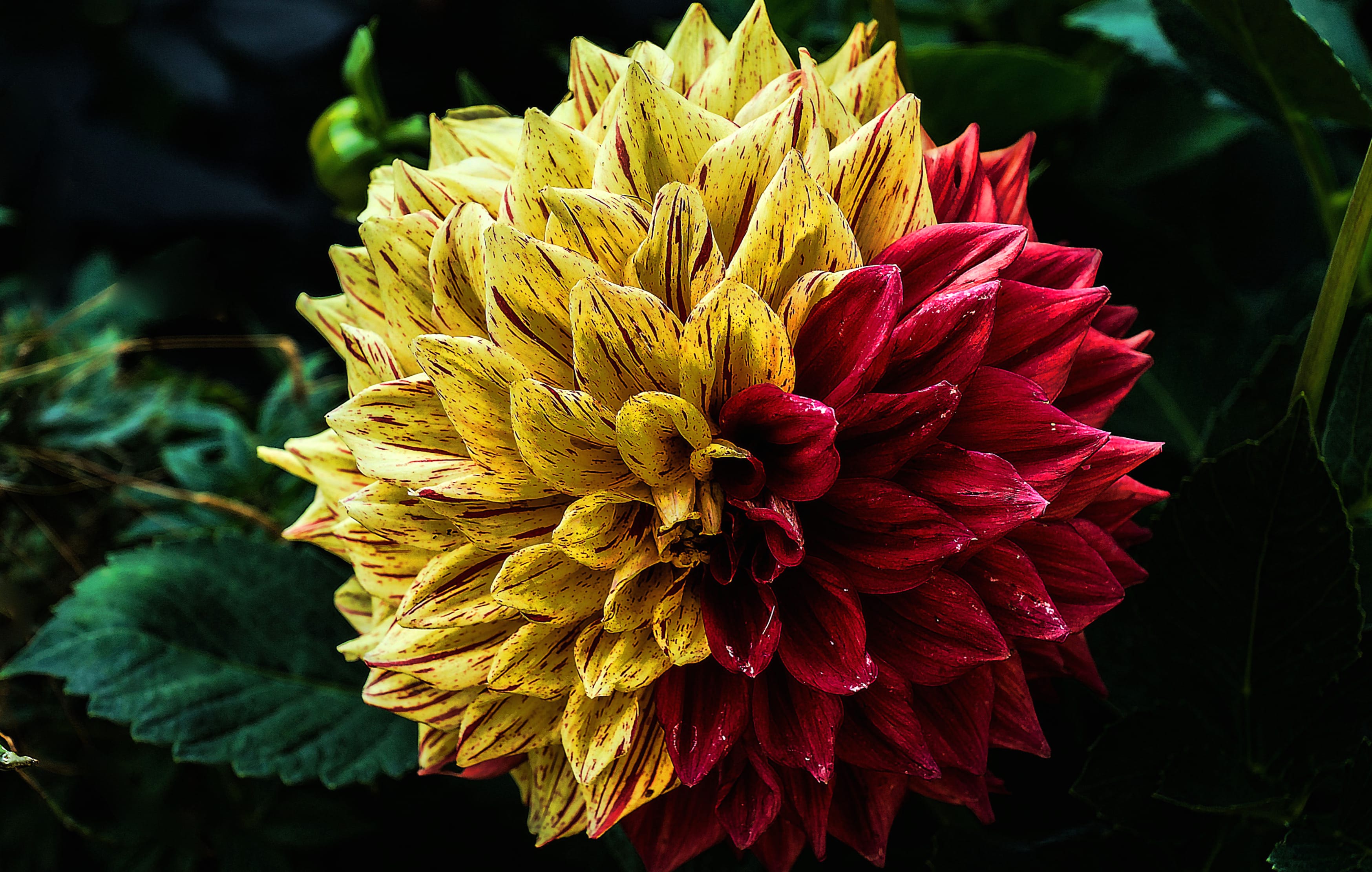 Red Flower Yellow Flower Close-up Flower Nature Dahlia wallpapers HD quality