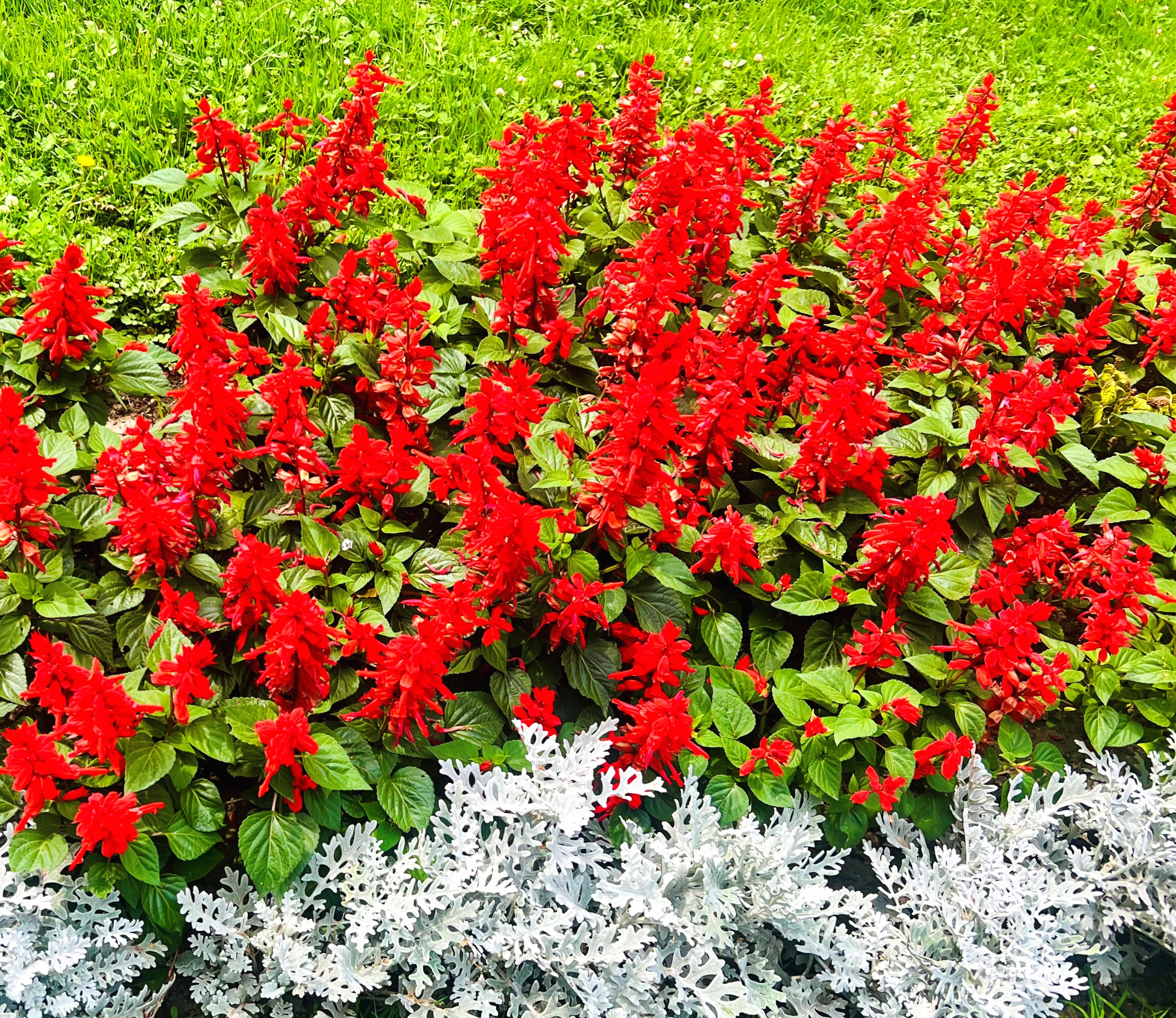 Red Green Peace Relax Calmness Nature Flower wallpapers HD quality