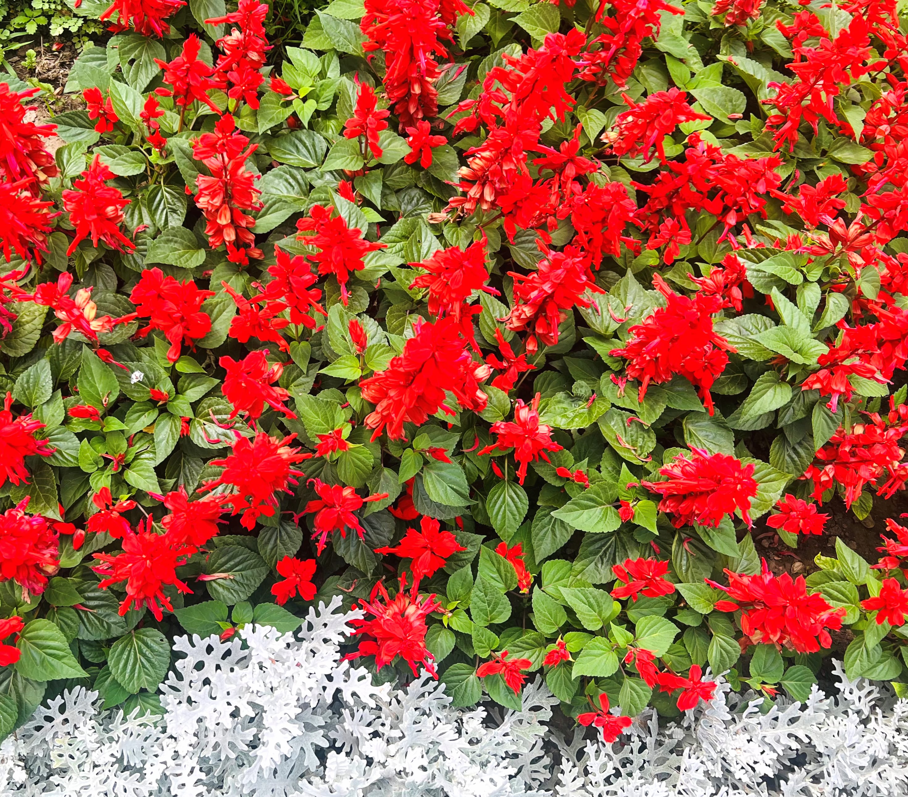 Red Green White Garden Nature Salvia wallpapers HD quality