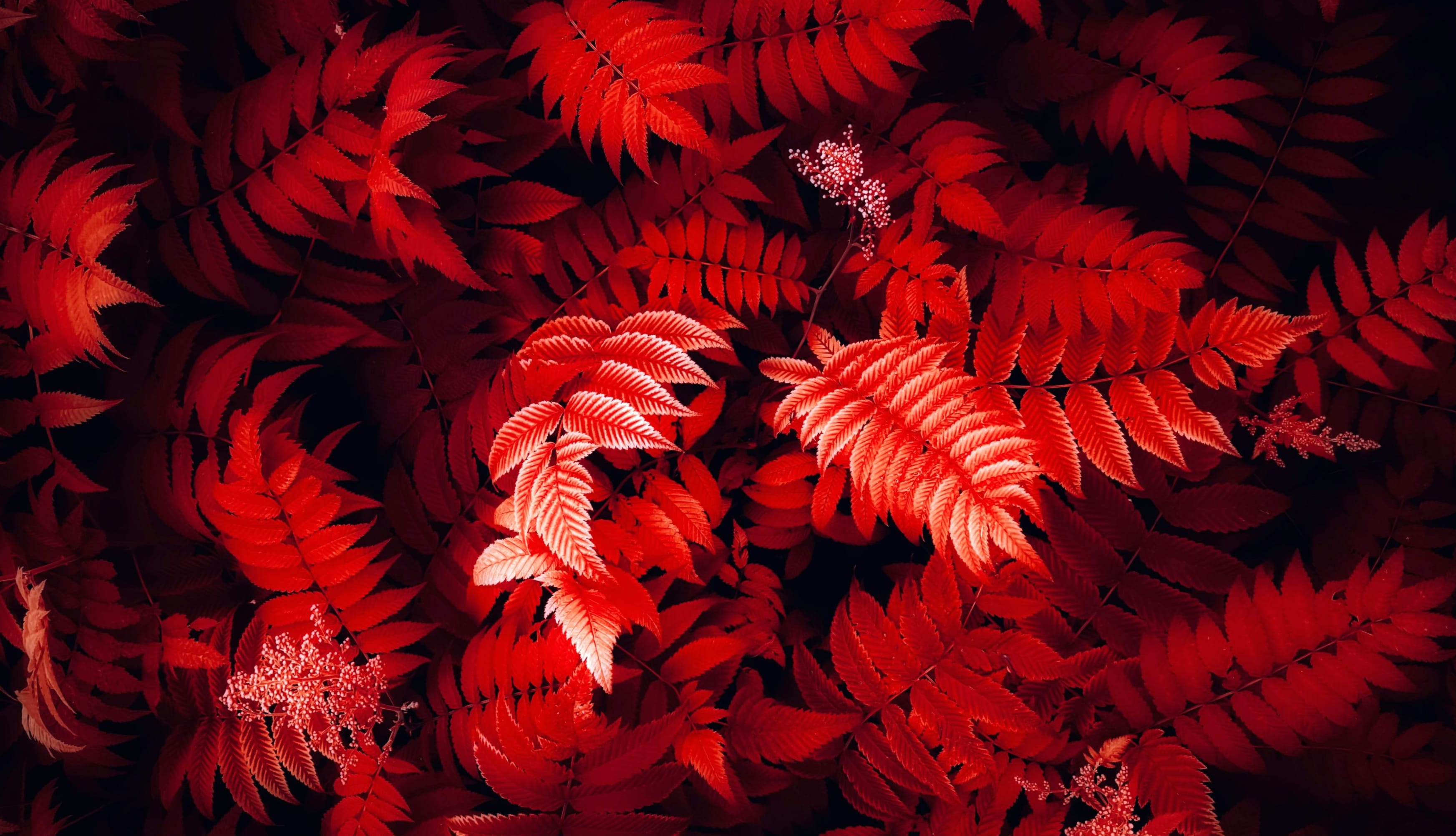 Red leaves Foliage at 750 x 1334 iPhone 6 size wallpapers HD quality