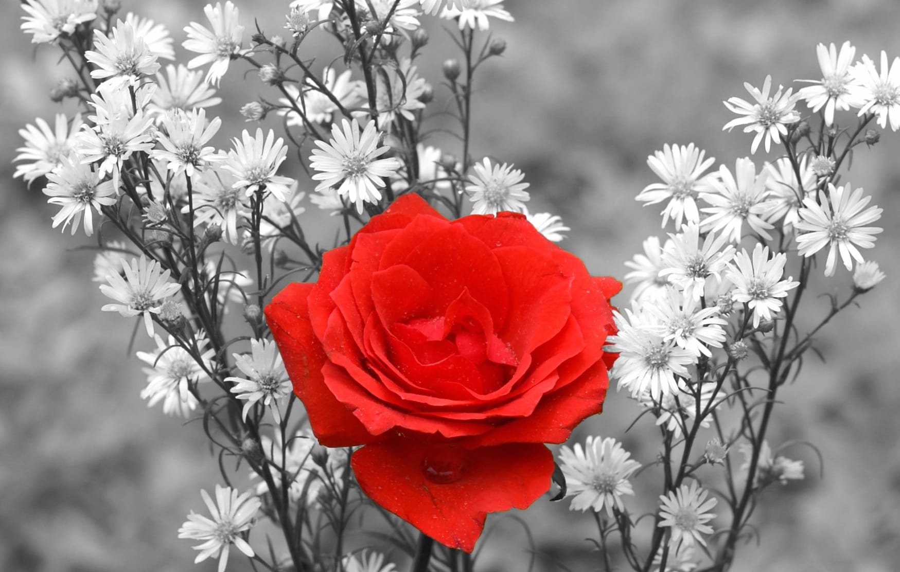 Red Rose in Bloom - wallpapers HD quality